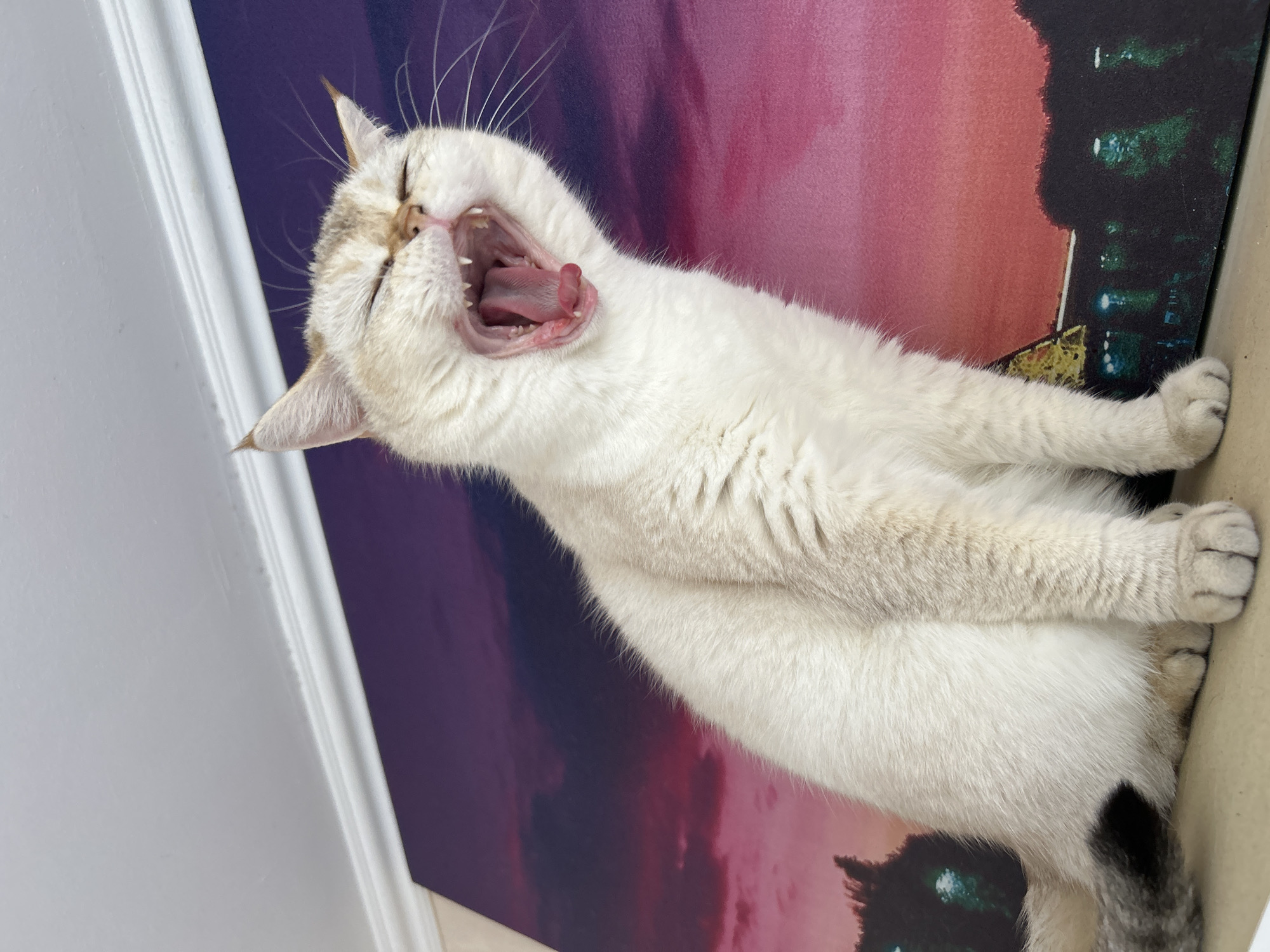 White cat yawns before abstract cityscape artwork in Ufa