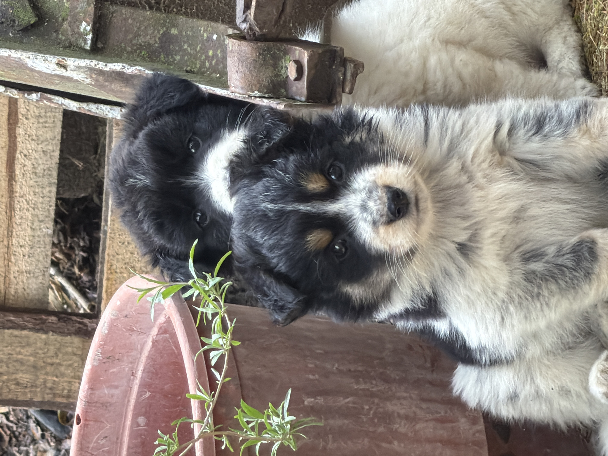 Everyday moments captured in Bulgarian village: puppies and manicured hand