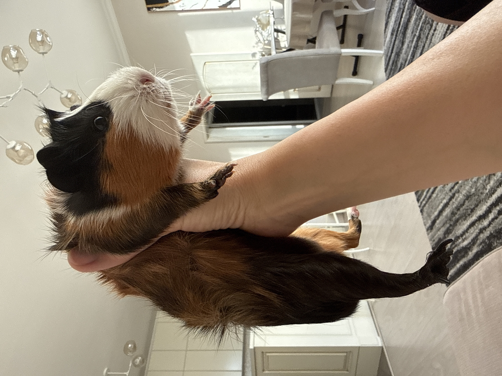 Two guinea pigs snack on carrots and chill in Almaty