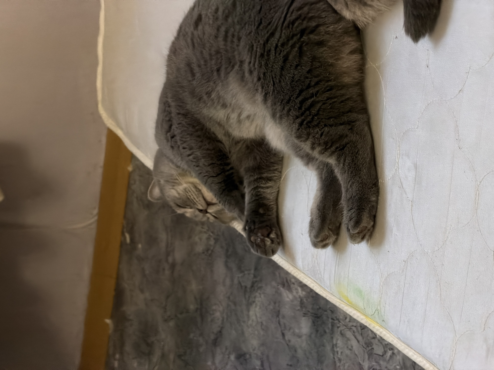 Gray cat's afternoon nap session documented in Perm, Russia