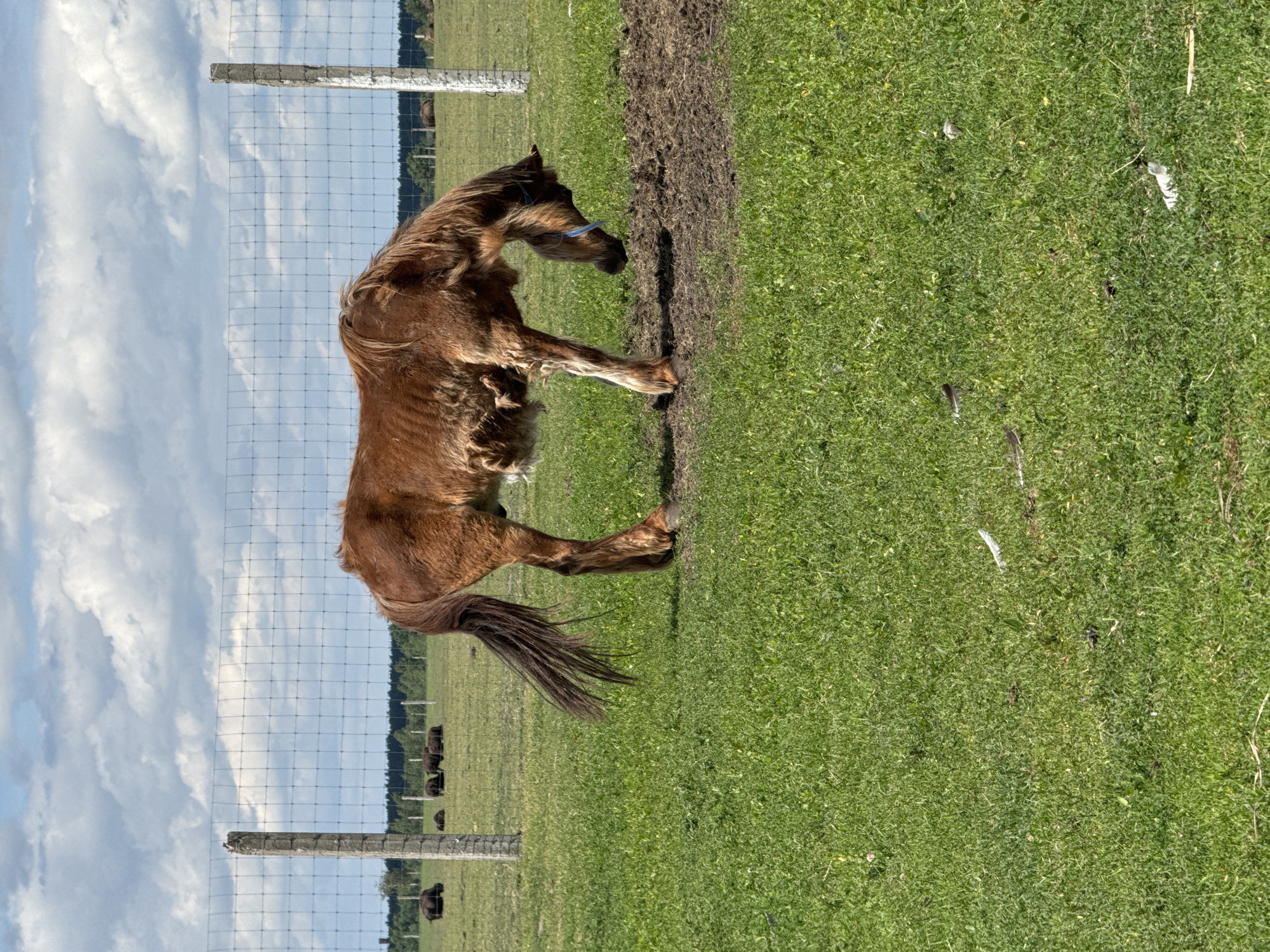 Afternoon stop at a rural animal enclosure in Kostiantynivka, Ukraine