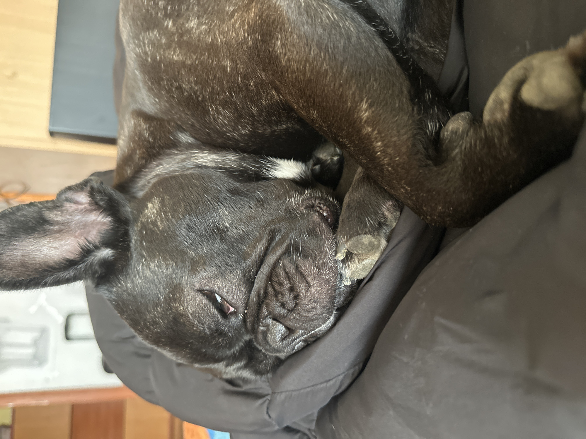 French Bulldog photographed napping peacefully in Plovdiv, Bulgaria