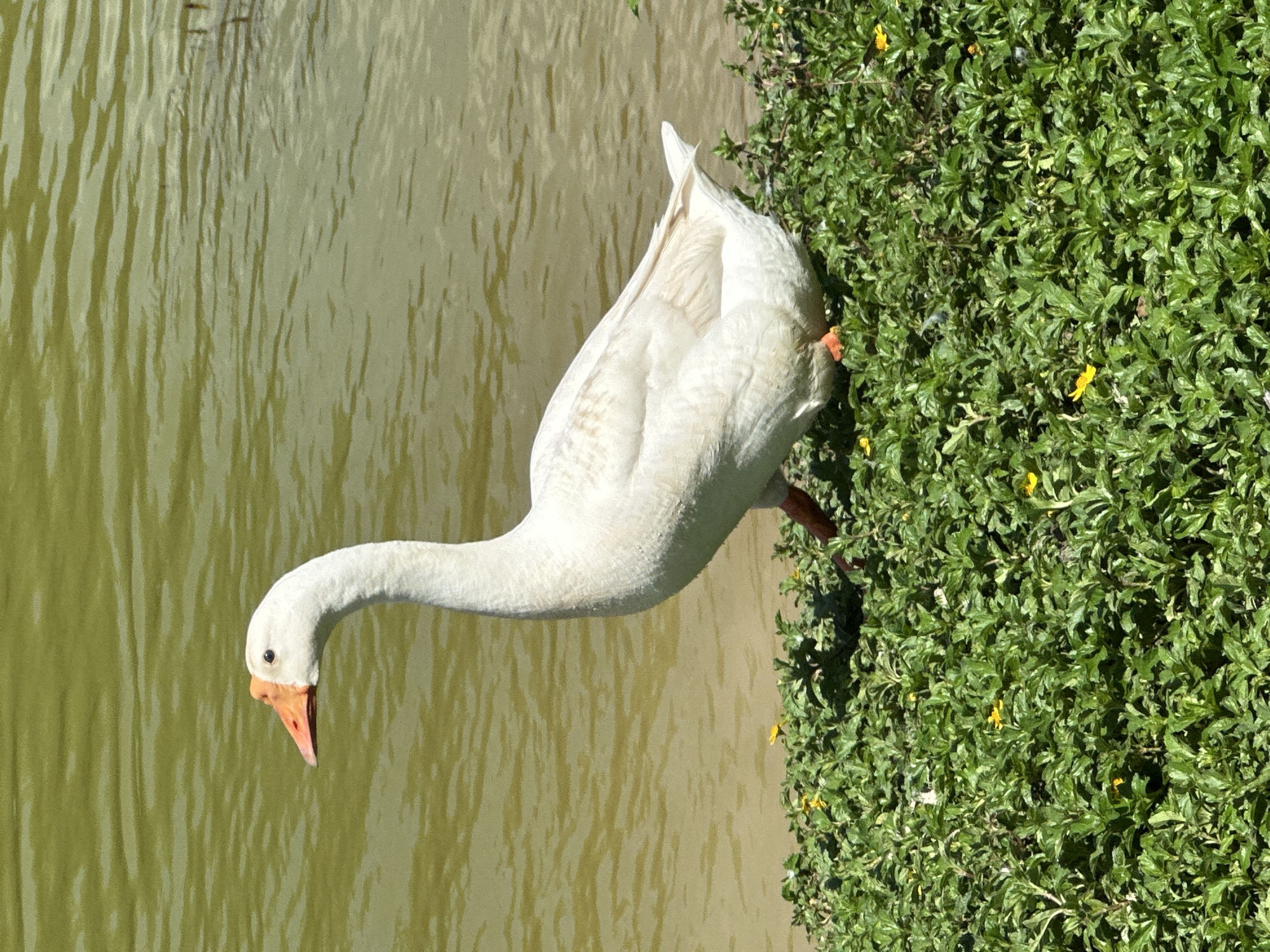 Lakeside morning in Choeng Thale: geese, foiling, and paddleboarding