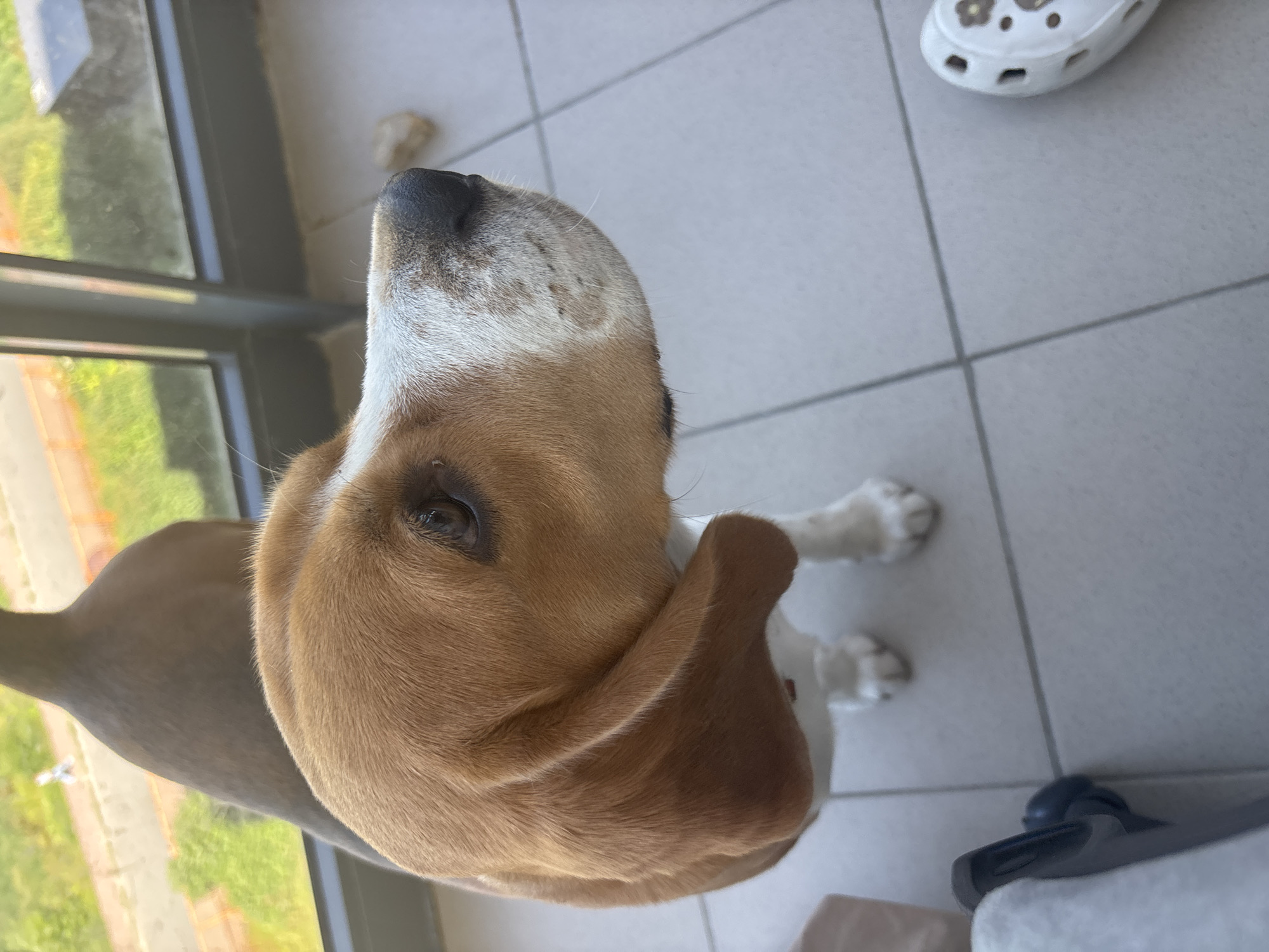 Beagle on a balcony in Murino, scanning the view