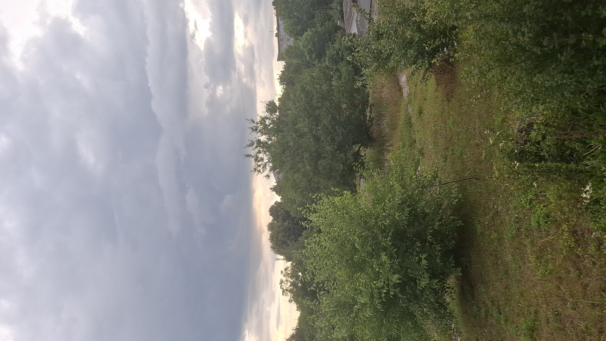 Stormy skies, a basil plant, and a well-loved stuffed cat
