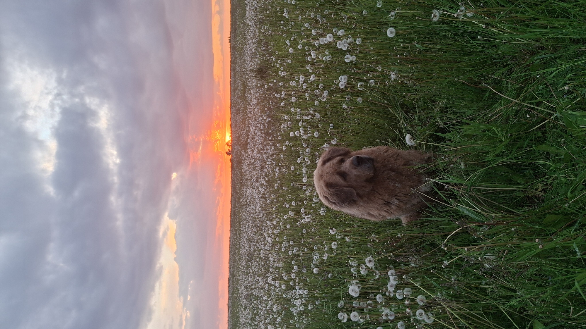 Dog walks through dandelion field at sunset in Russia