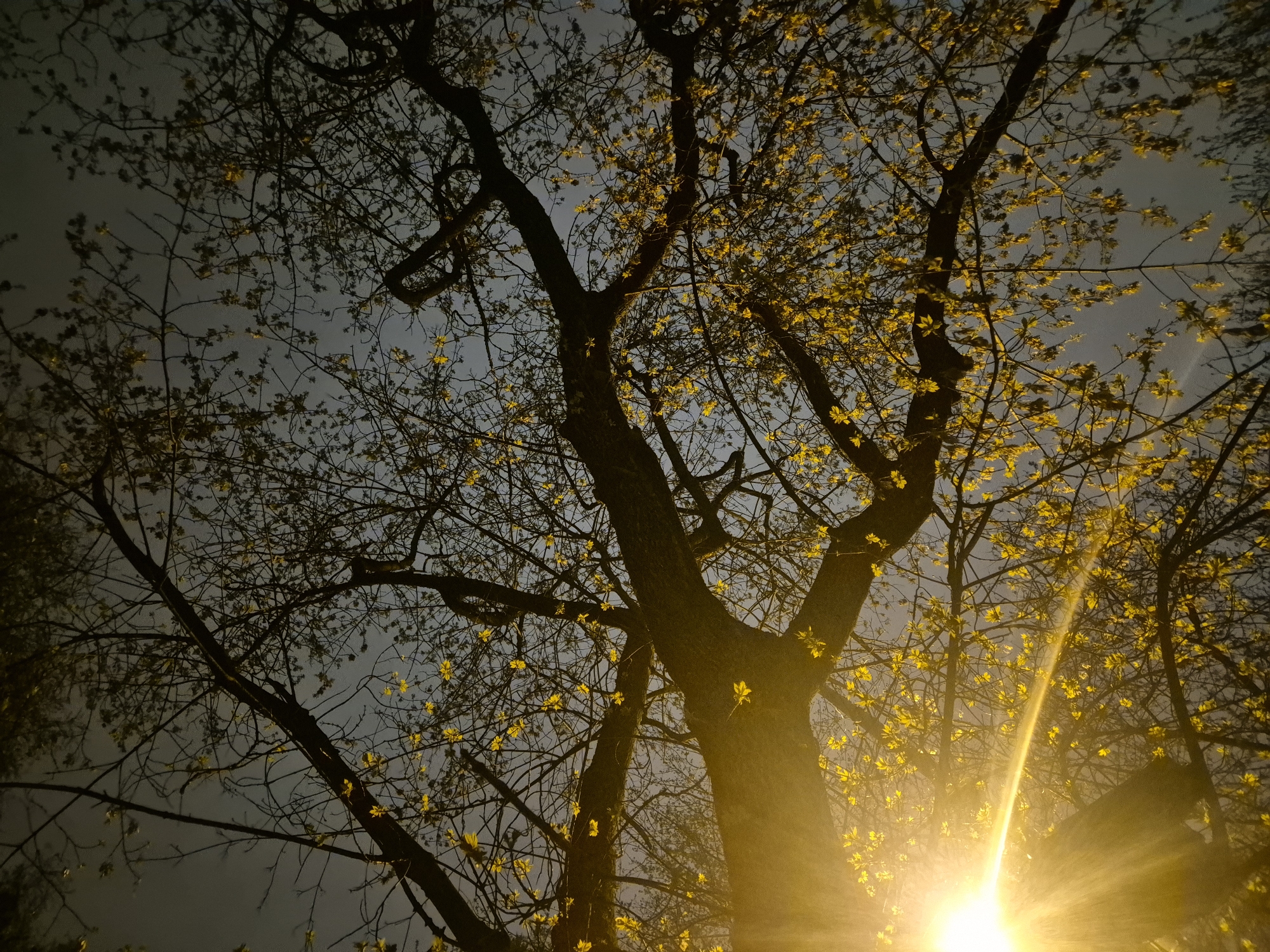 Spring trees documented in evening Moscow lighting conditions