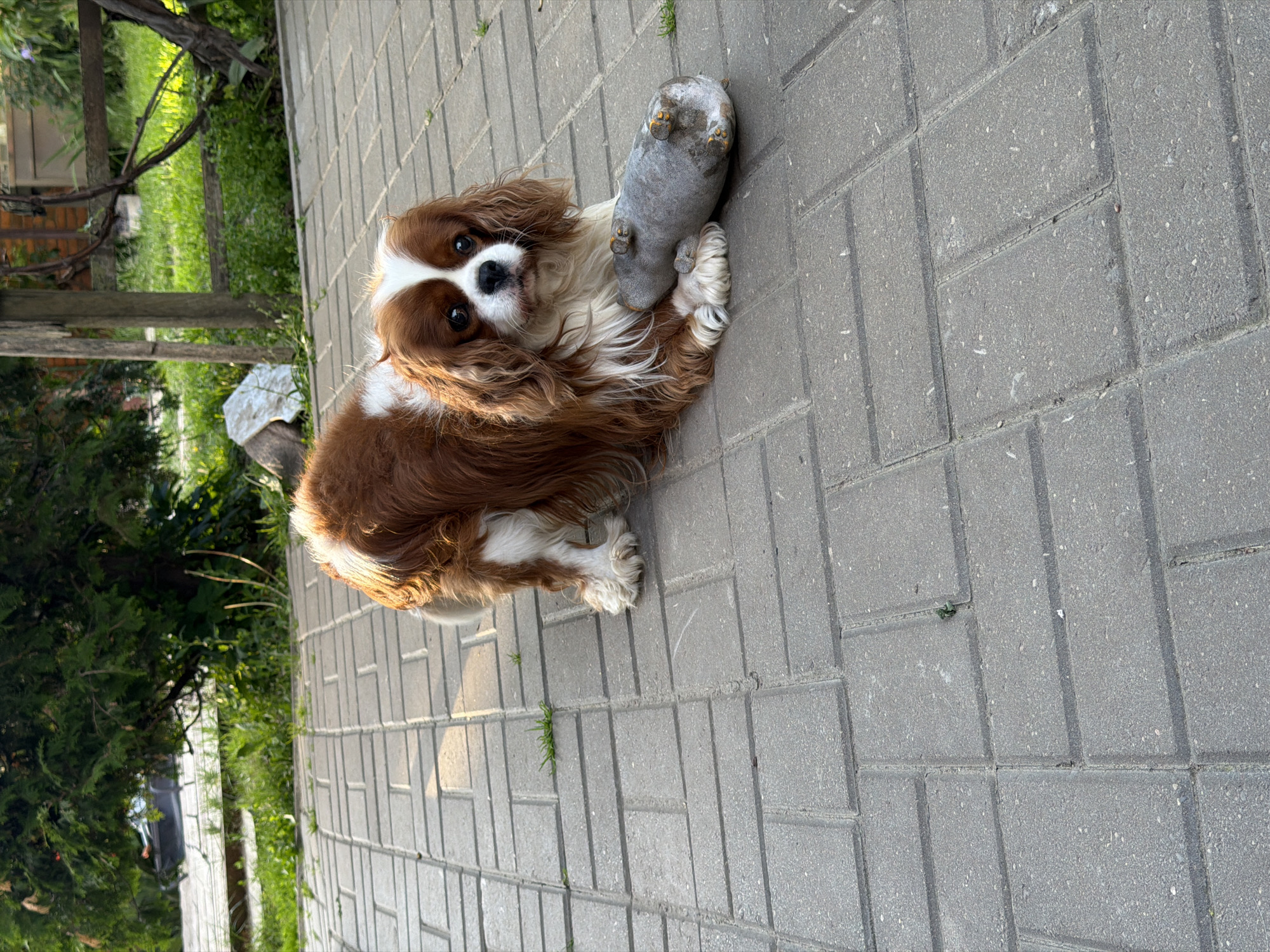 Cavalier King Charles Spaniel relaxing outdoors with stuffed toys