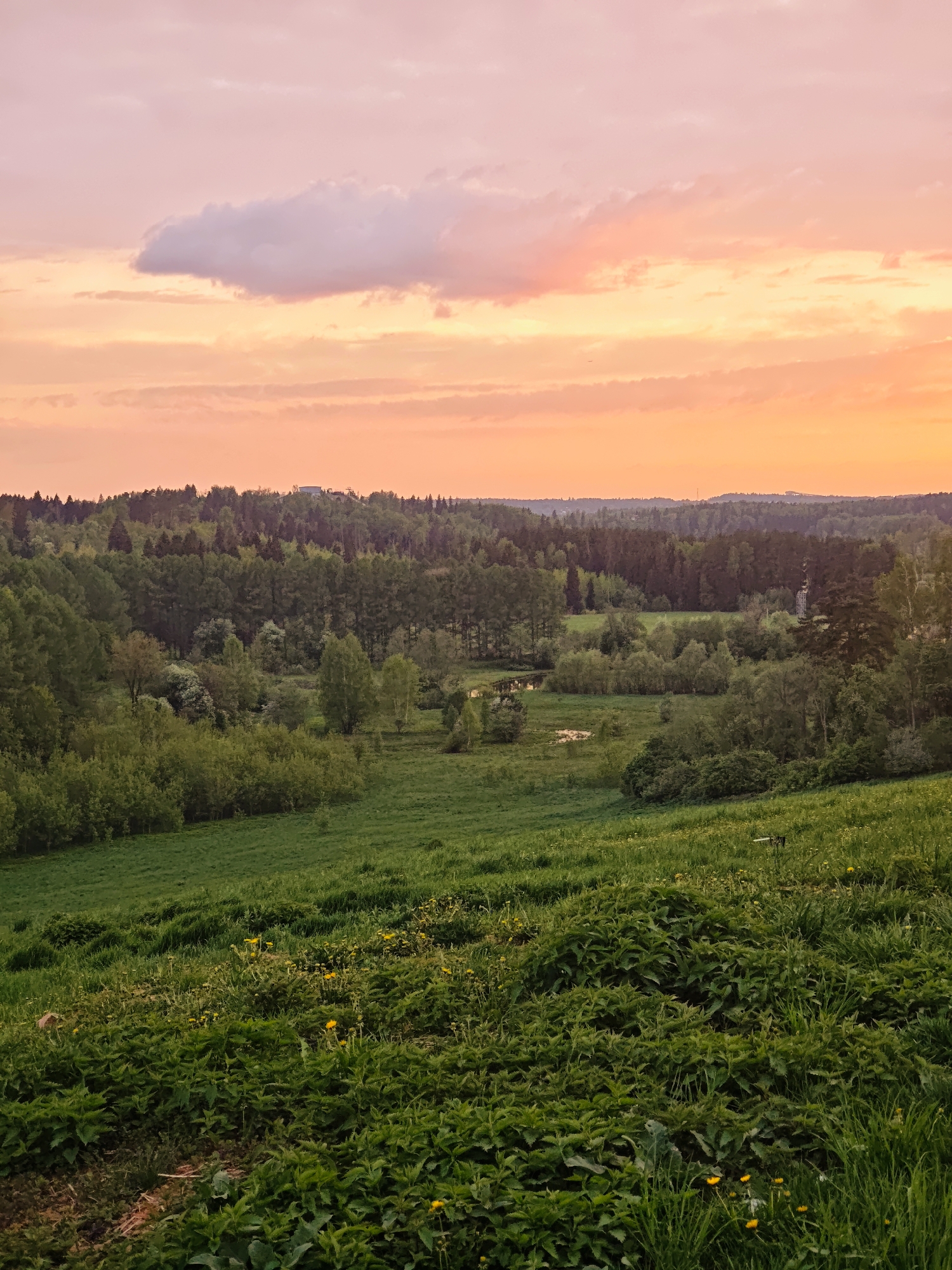 Sunset documented over dandelion fields in Ильинское, Russia