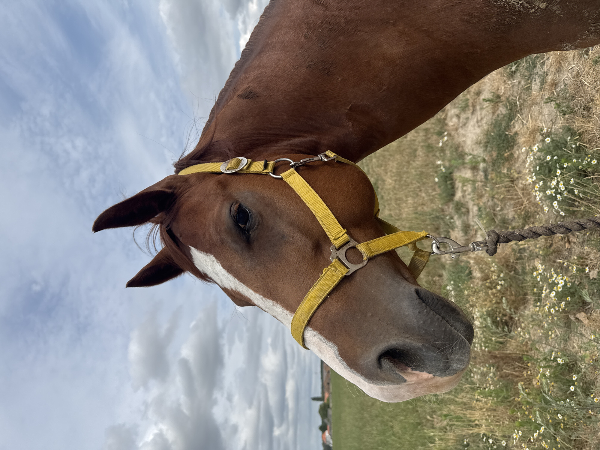 Chestnut horse on a lead rope in rural Estaimpuis