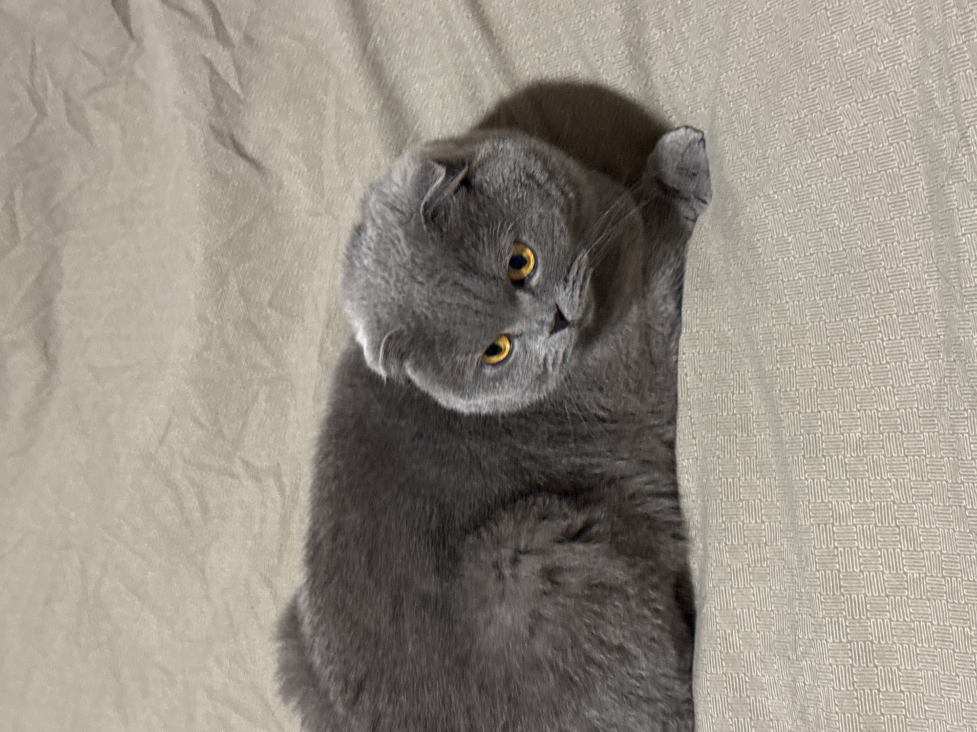 Gray Scottish Fold cat rests on bed in Sofia