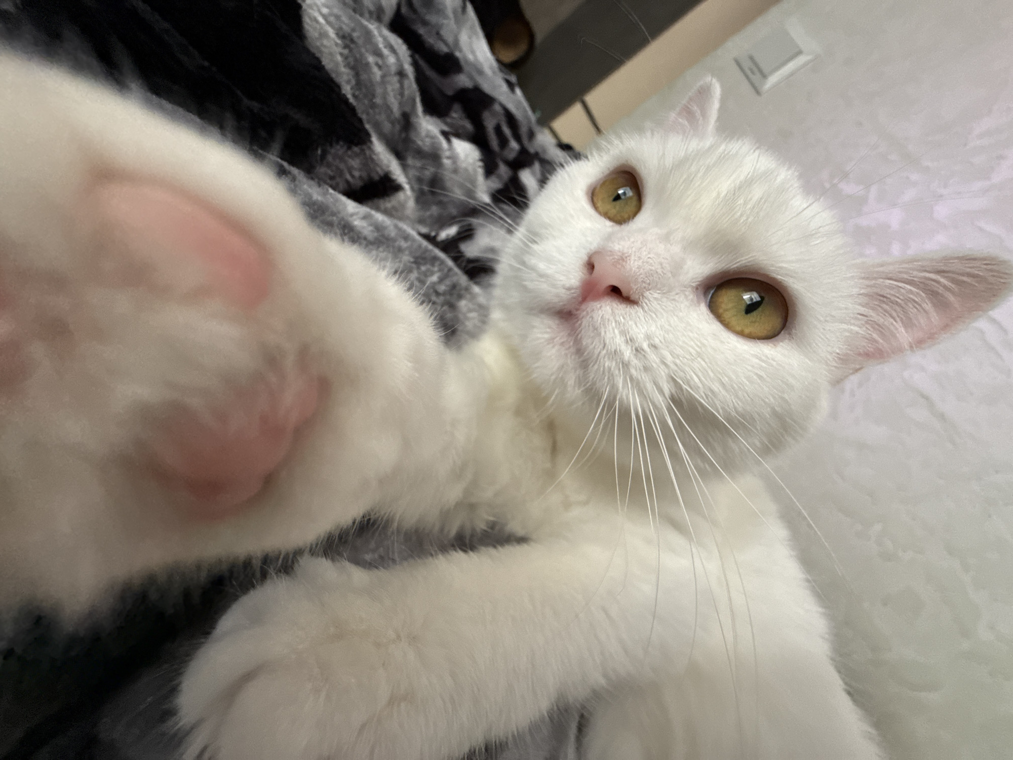 White cat deep in a grooming session on a patterned blanket
