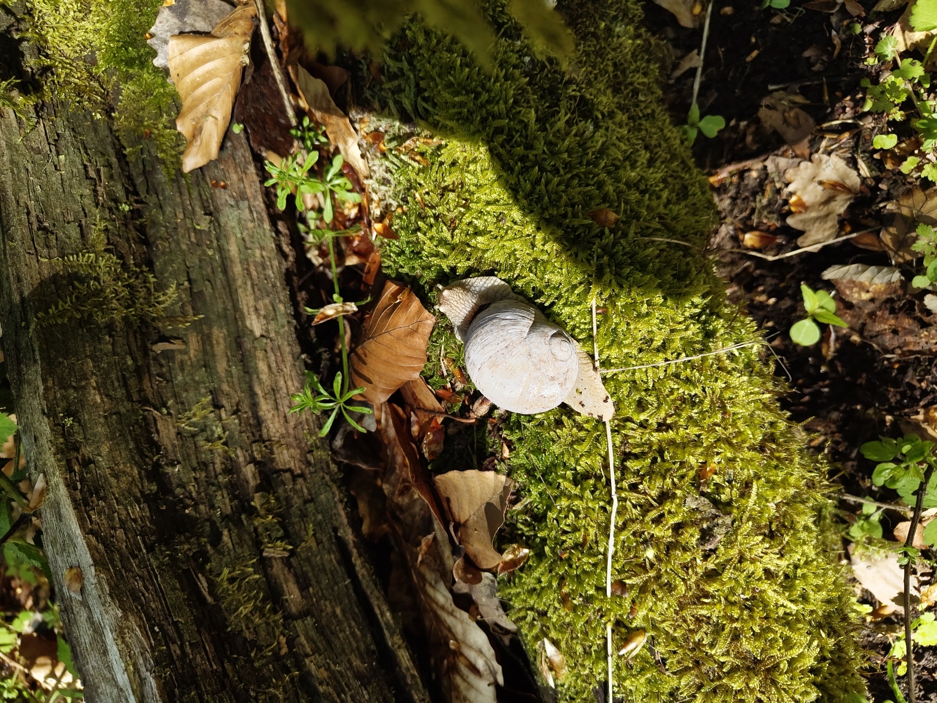 Morning forest walk reveals wartime bunker remnants near Mettlach