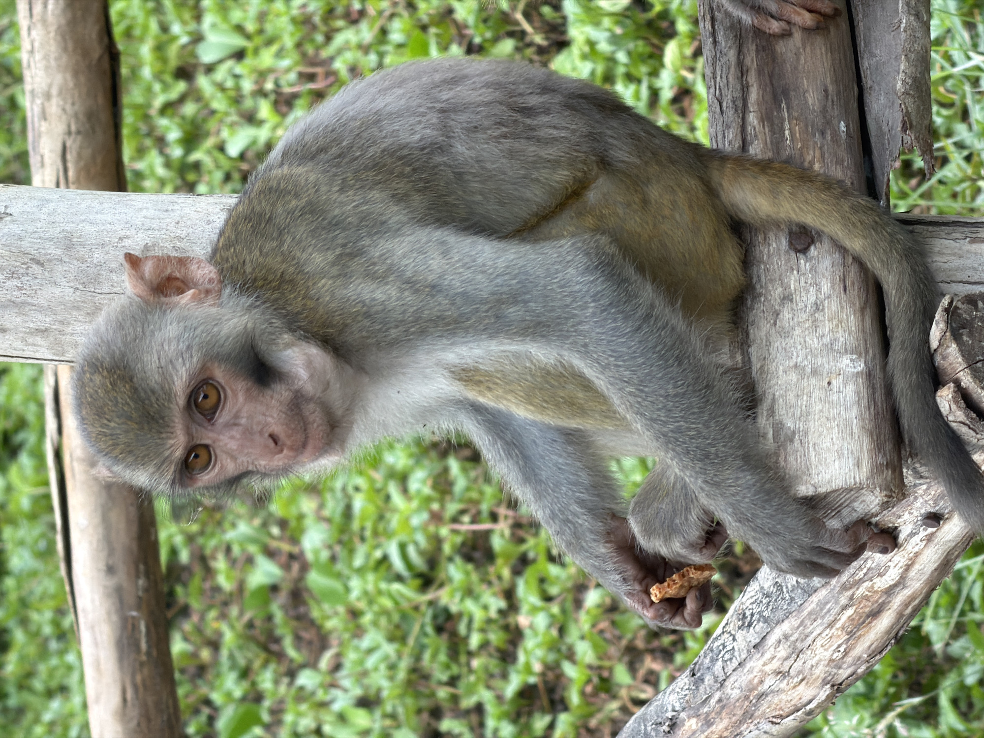 Wild macaques roam roads and interact with visitors in Đà Nẵng