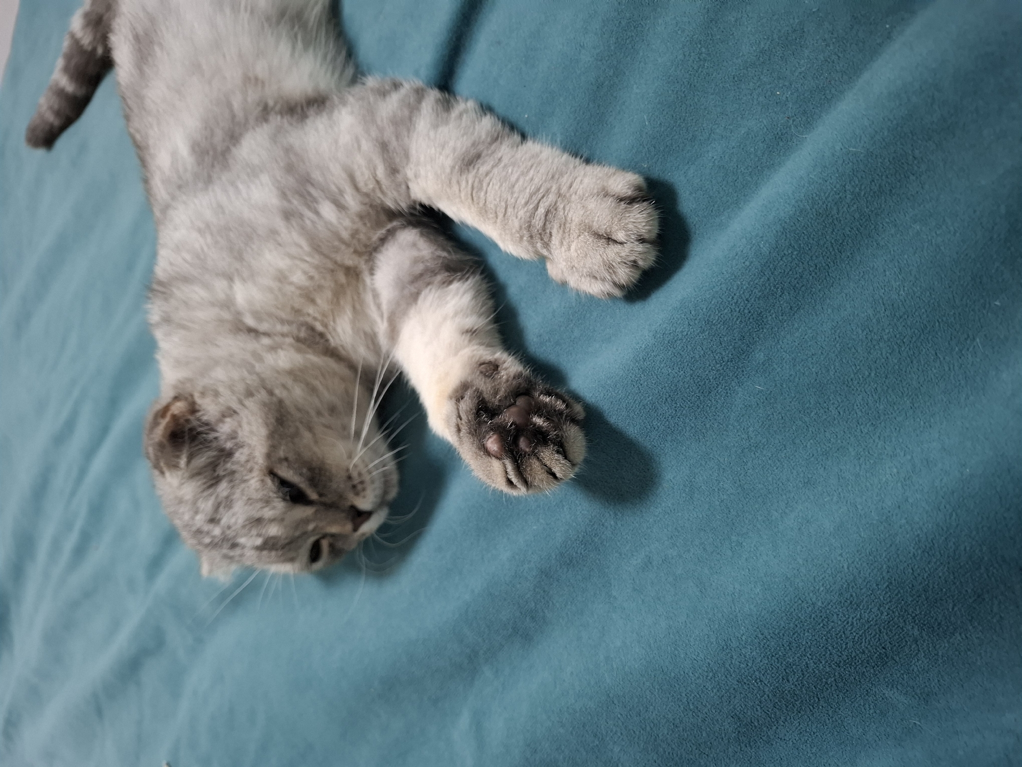 Folded-ear tabby cat lounging on a teal couch in Kazakhstan