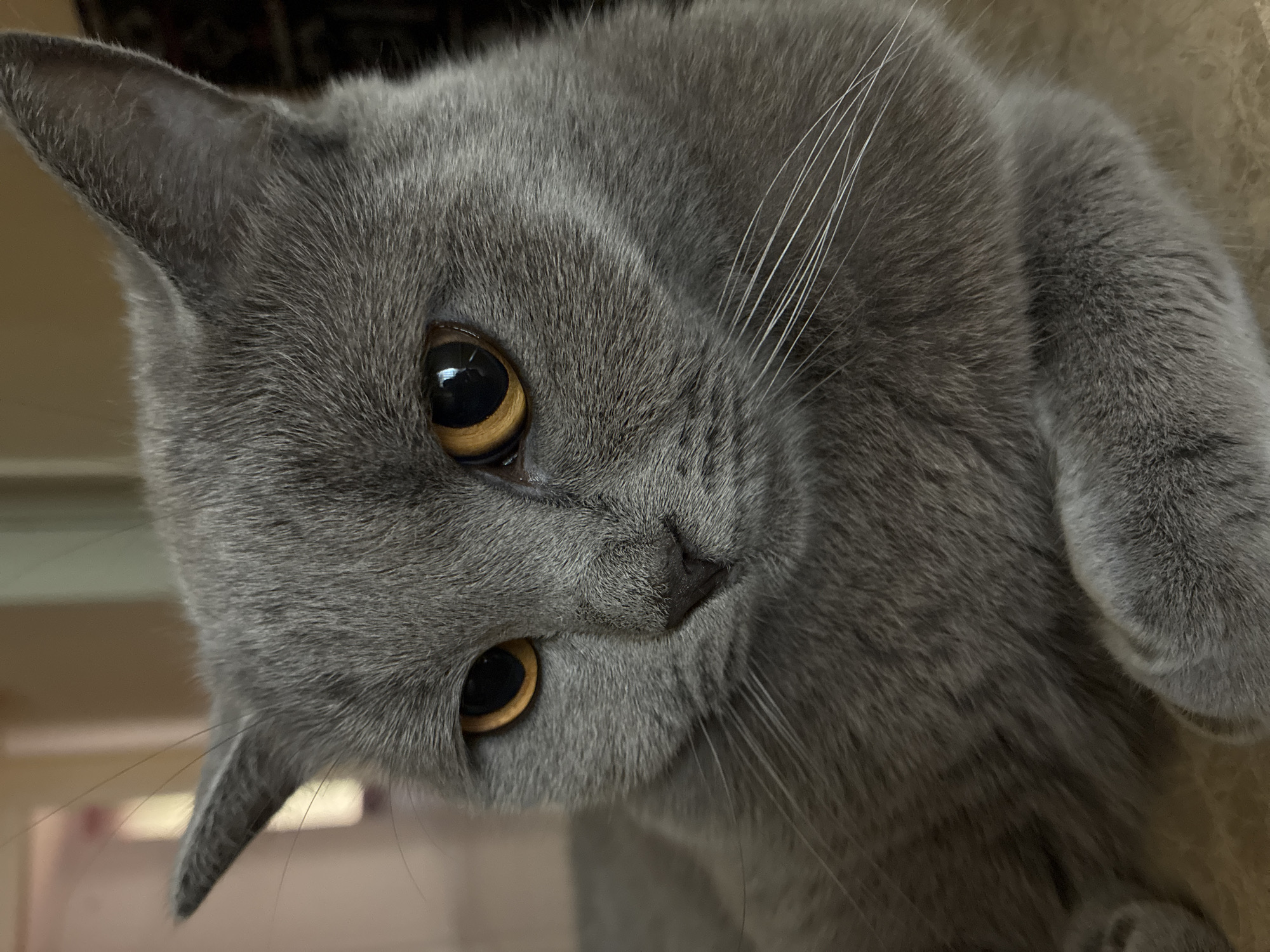 Grey British Shorthair cat relaxing indoors in Alanya