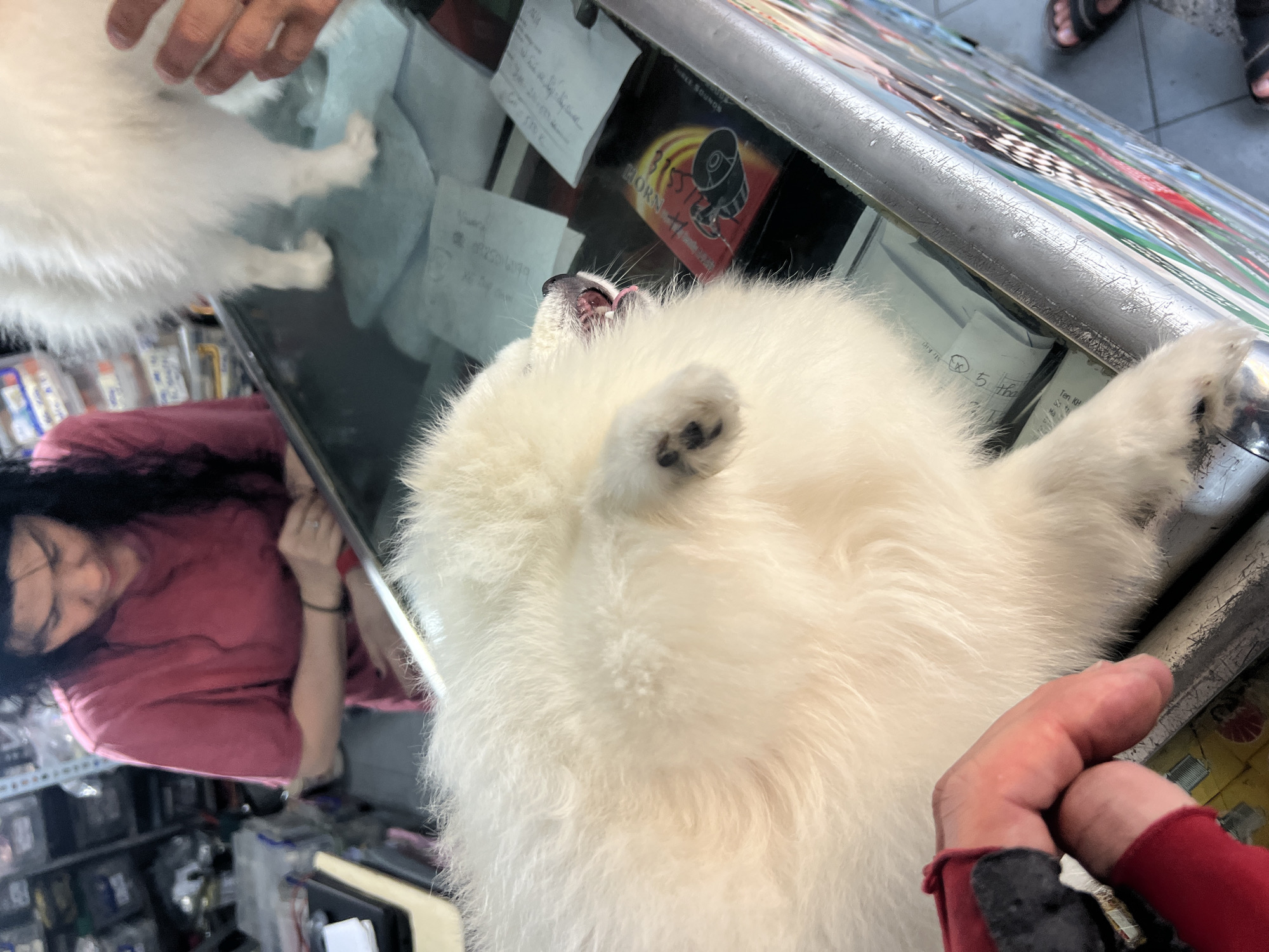 White dogs occupy counter at Vietnam motorcycle shop