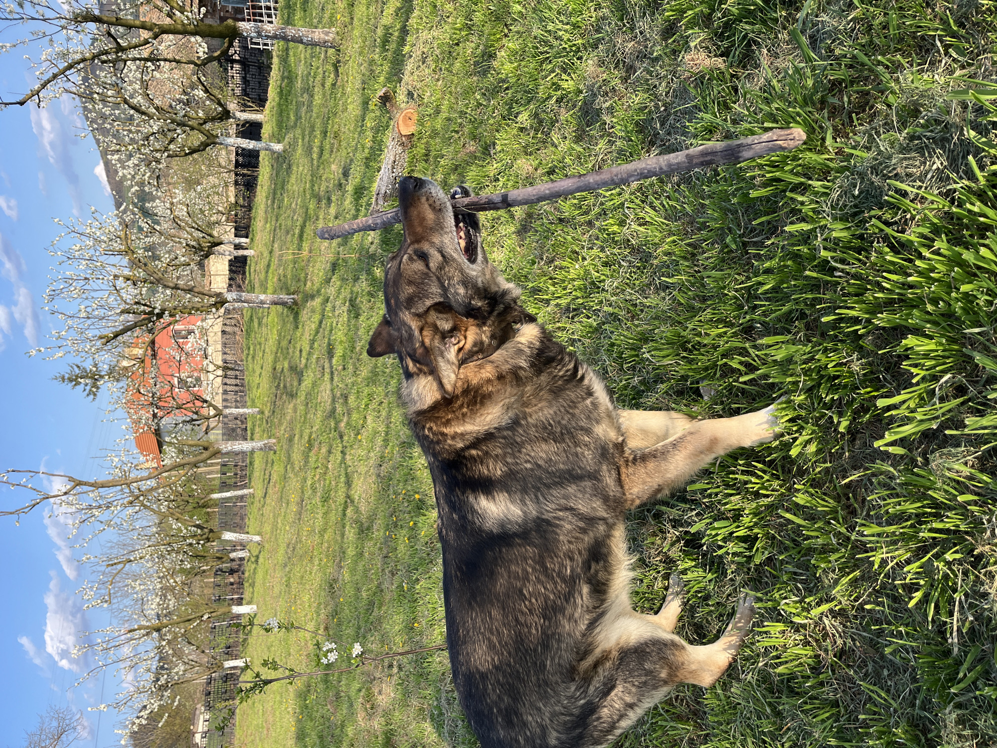 Spring blooms and dog spotted in Bulgarian orchard