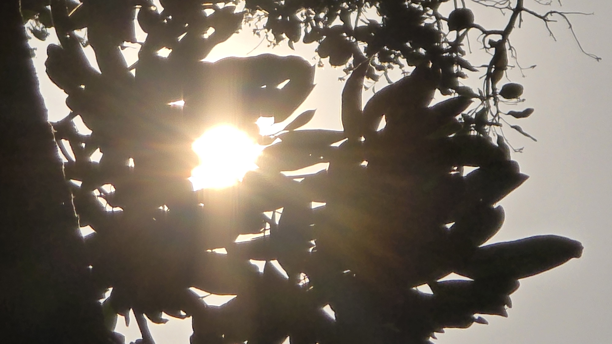 Morning sunlight through trees documented at Vietnam heritage area