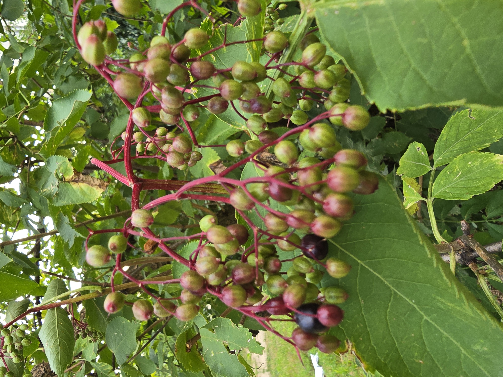 Late summer garden walk through Vyshneve, Ukraine