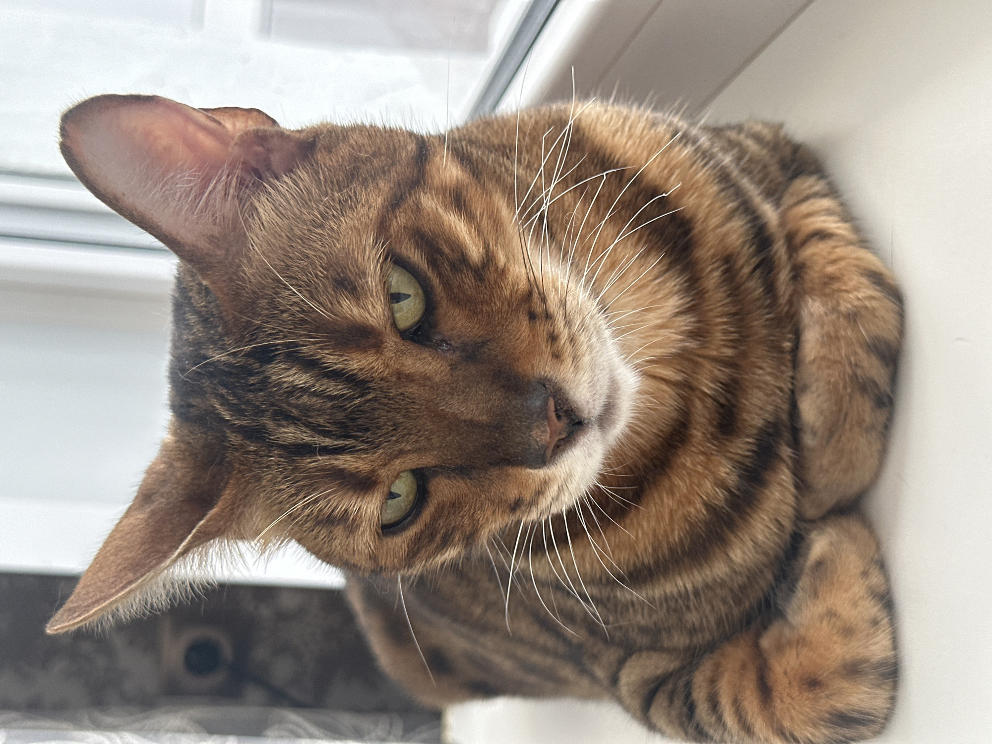 Blue-eyed Bengal cat at home in Energetik, Russia