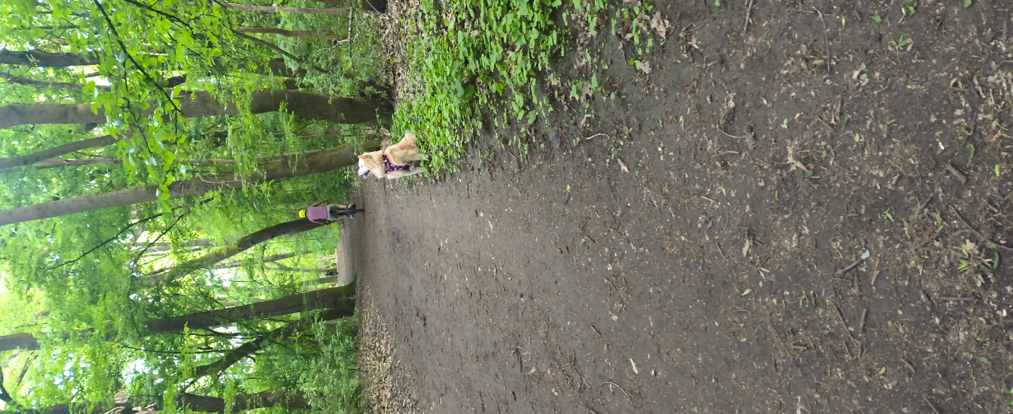 Sofia residents document forest cycling and luxury cars