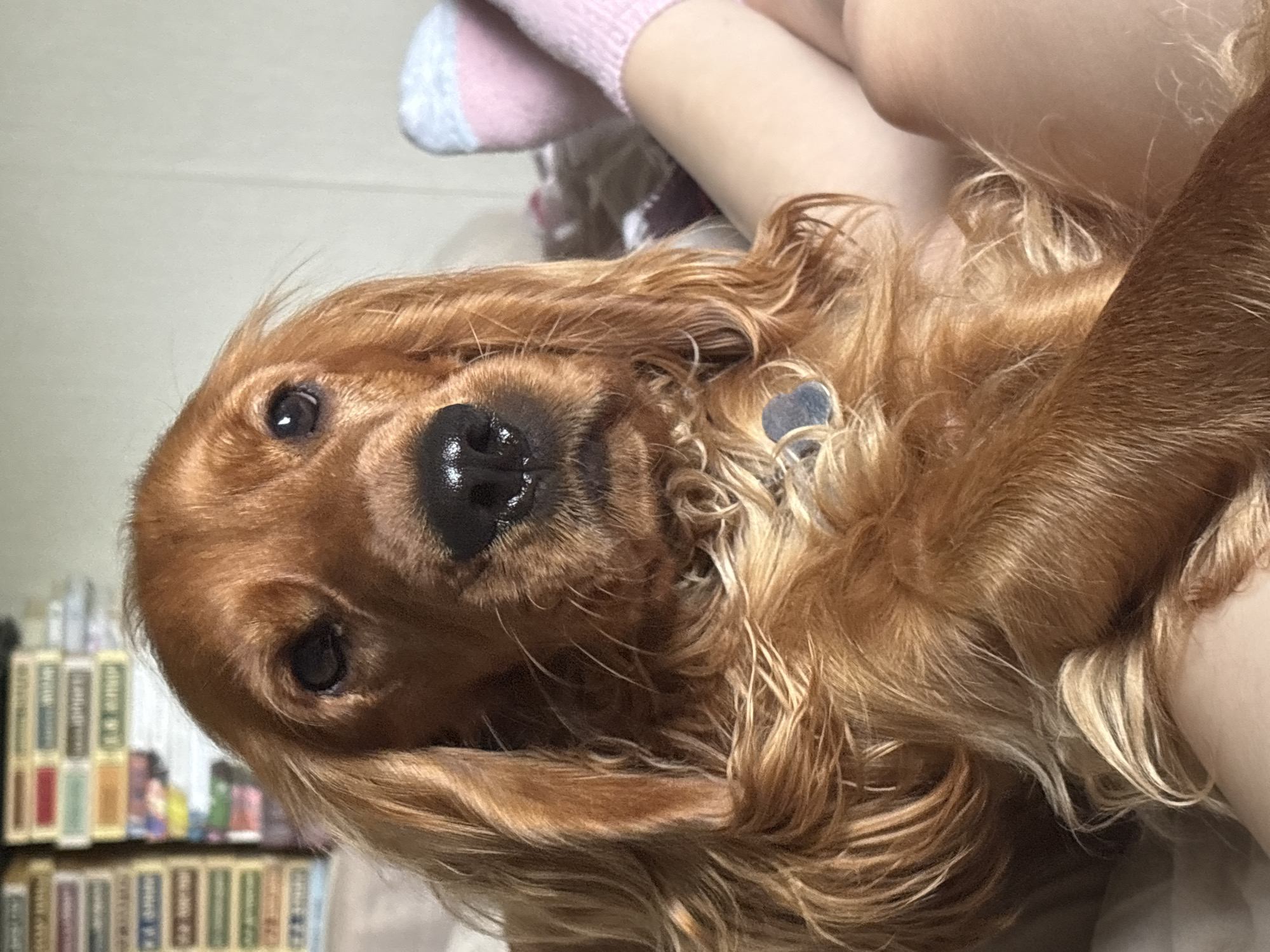 Cocker Spaniel photographed in close-up portraits in Krasnoyarsk