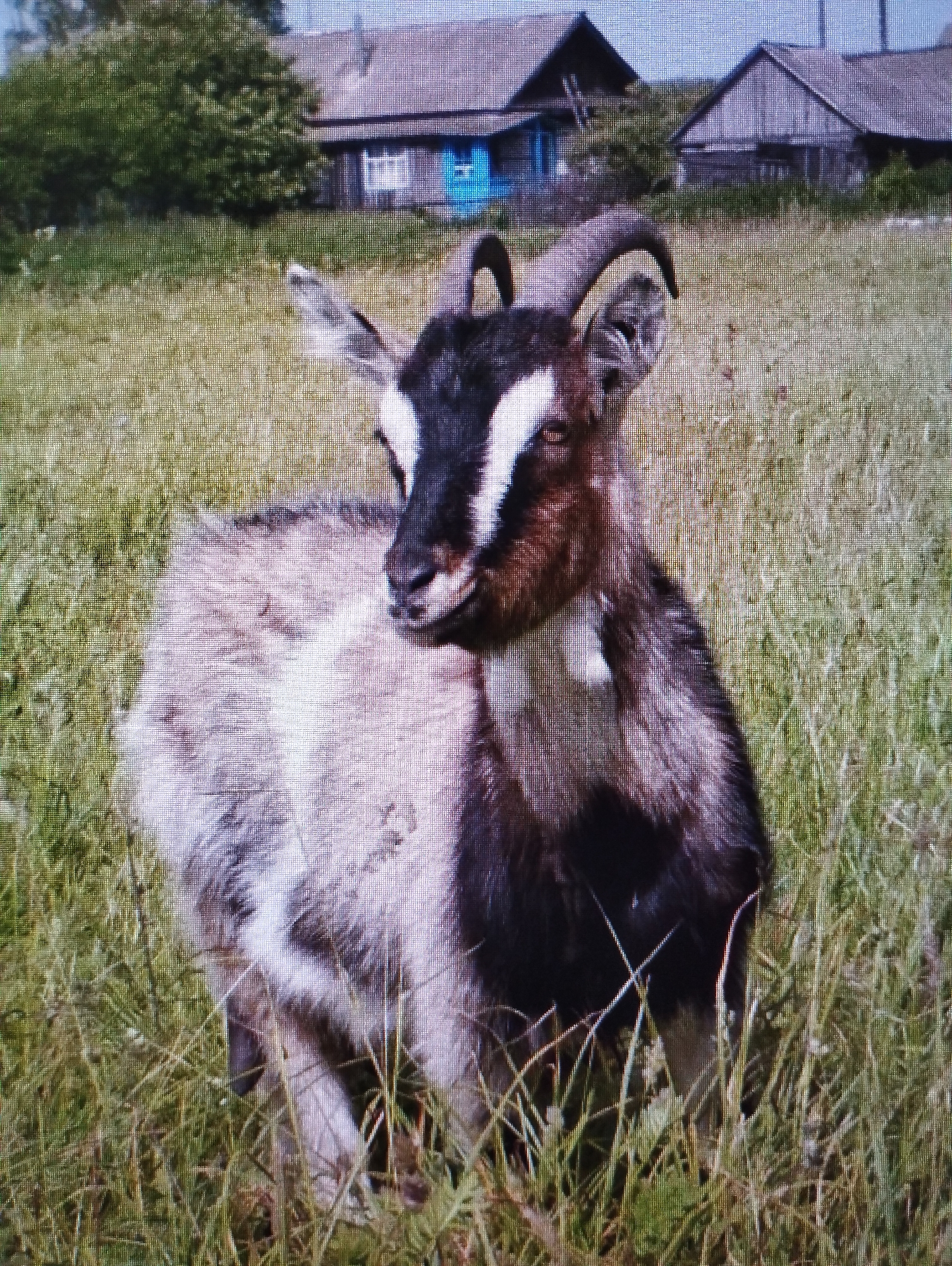 Eclectic morning snapshots: wildlife, flowers, landscapes, and a parked SUV