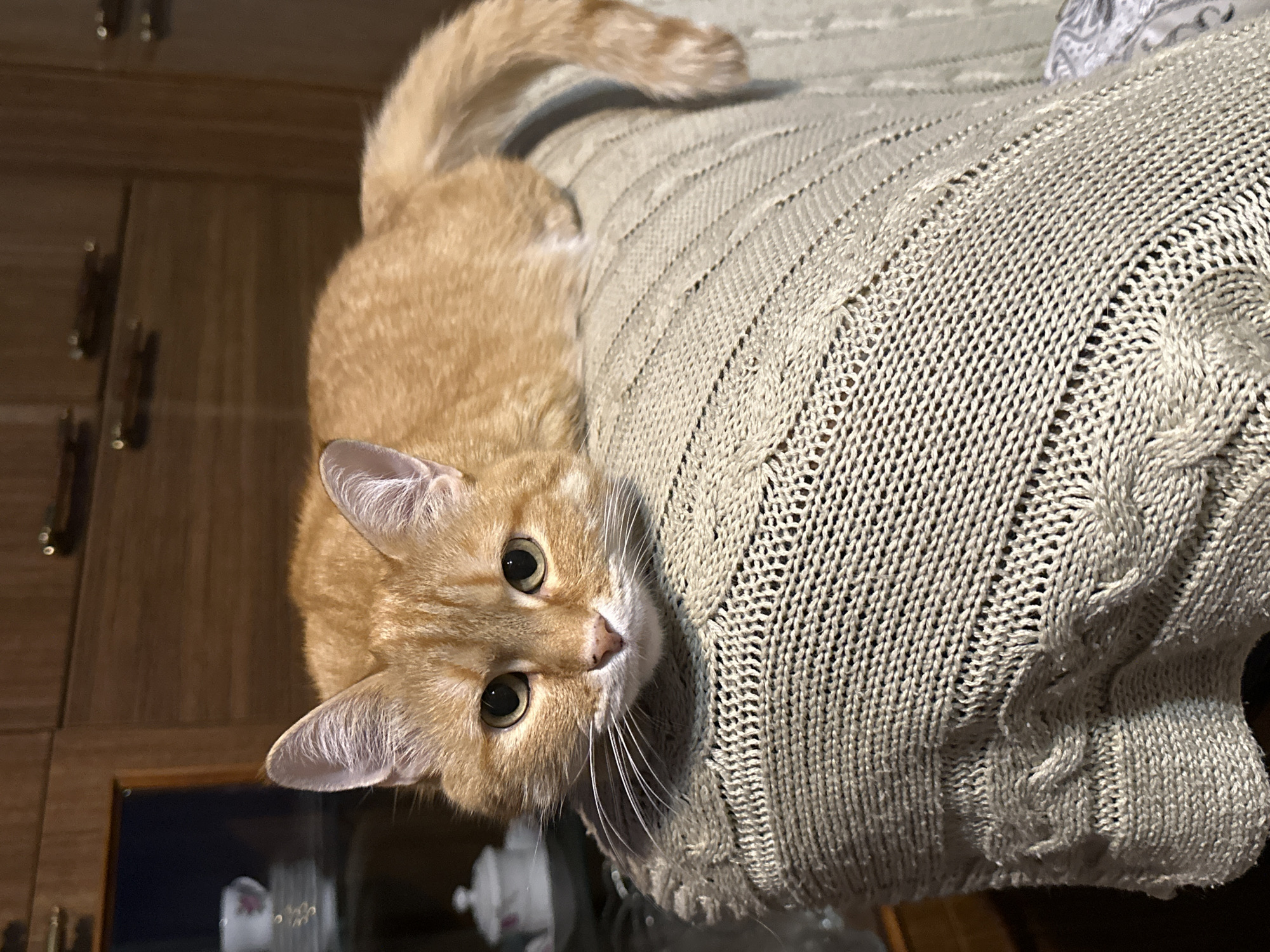 Evening domestic moments captured in Perm: cat, moon, home