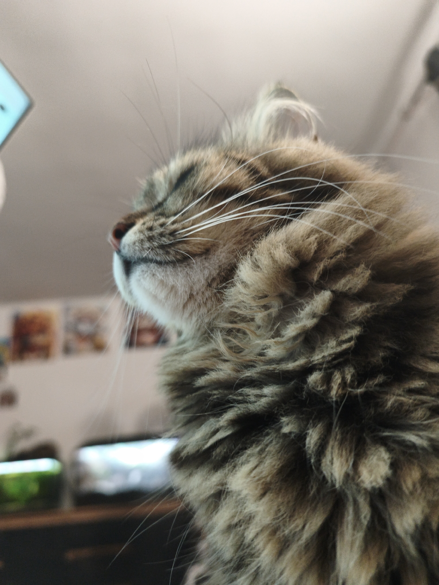 Close-up portrait series of a fluffy tabby cat