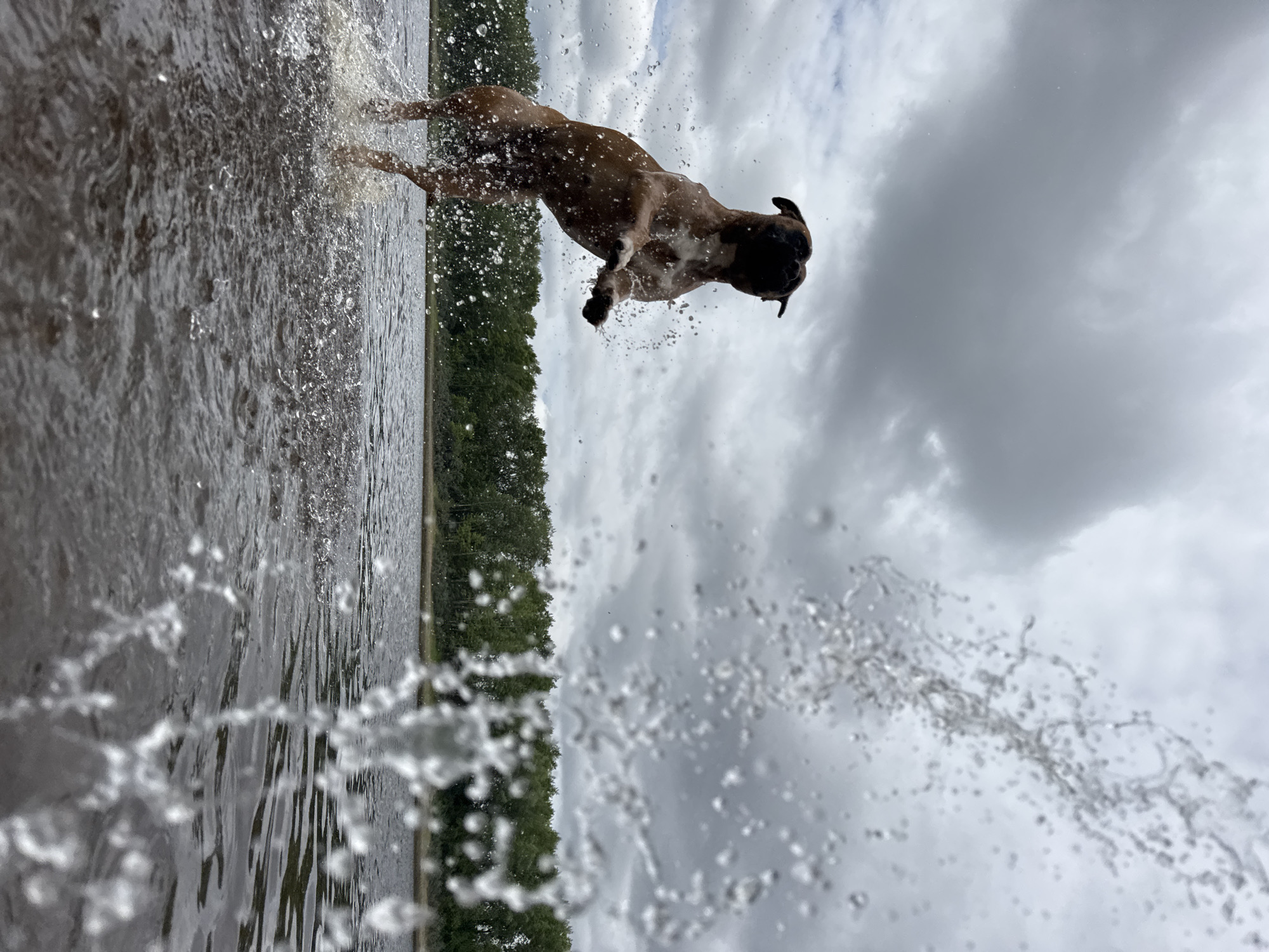 Morning photo session with dog in Chaikovsky, Russia
