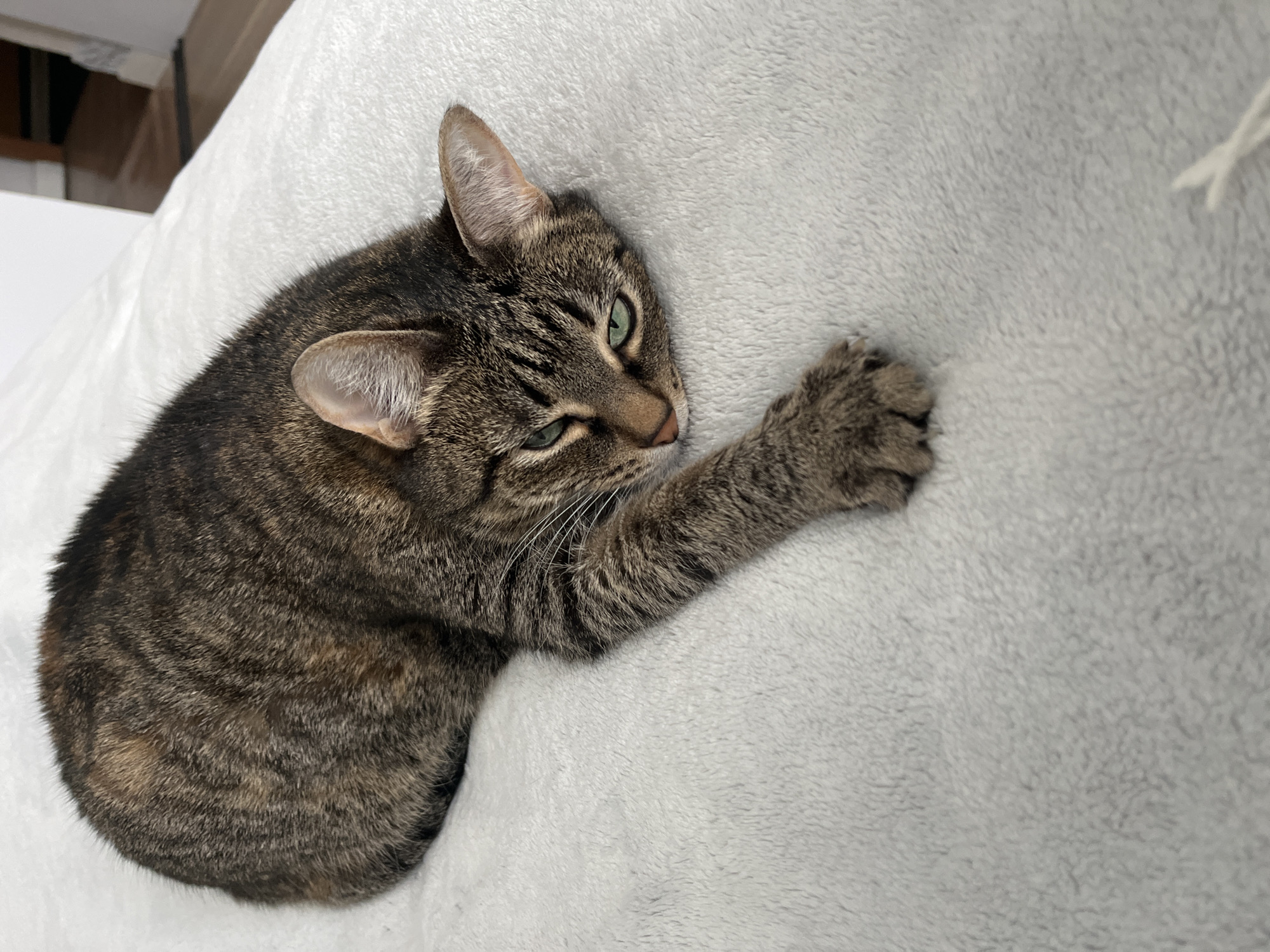 Tabby cat rests on gray blanket, head turned right