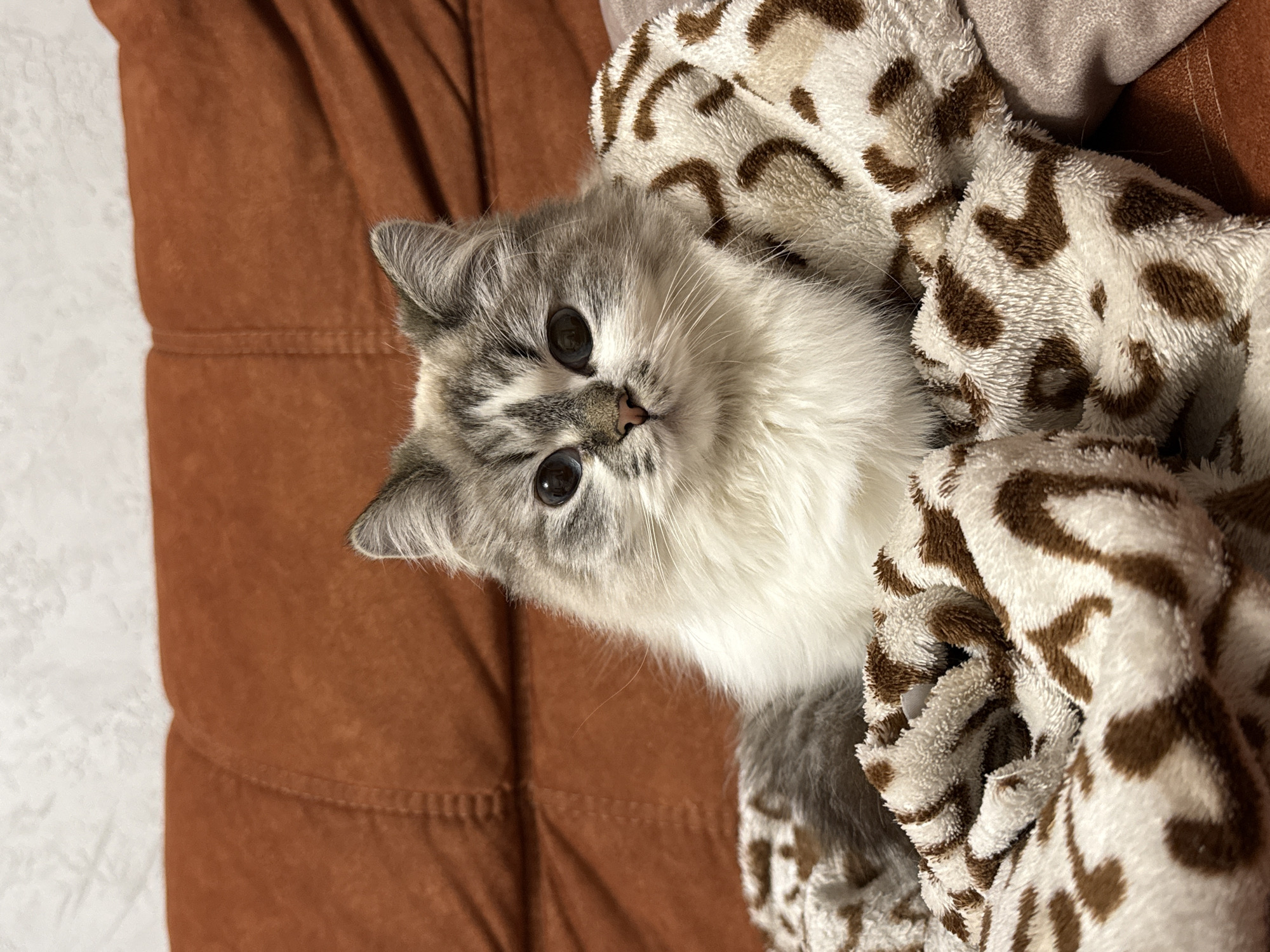 Kitten enjoys cozy evening wrapped in blankets in Rostov-on-Don