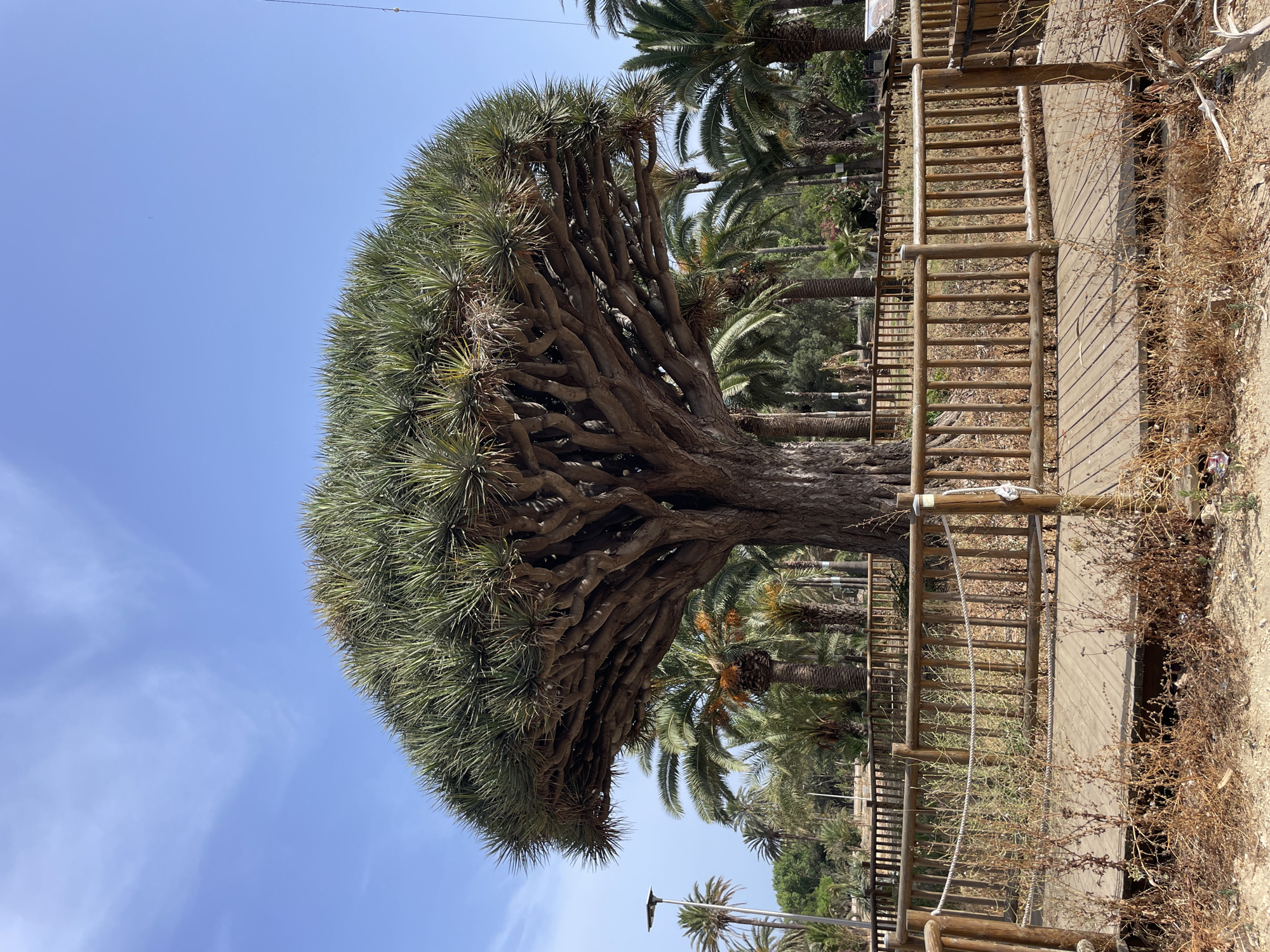 Dragon tree and street details in La Línea De La Concepción