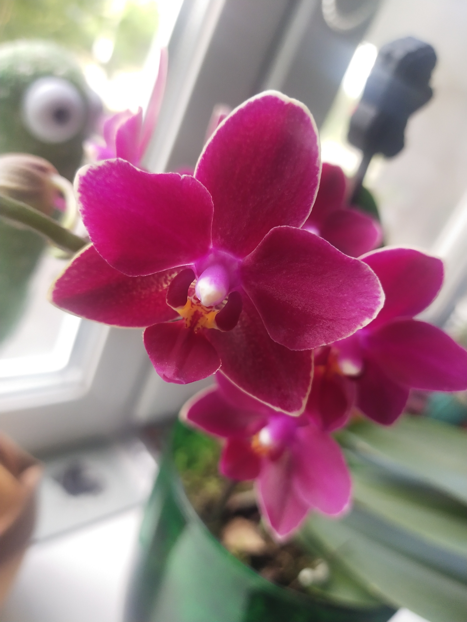 Magenta orchid photography session with multiple blooms