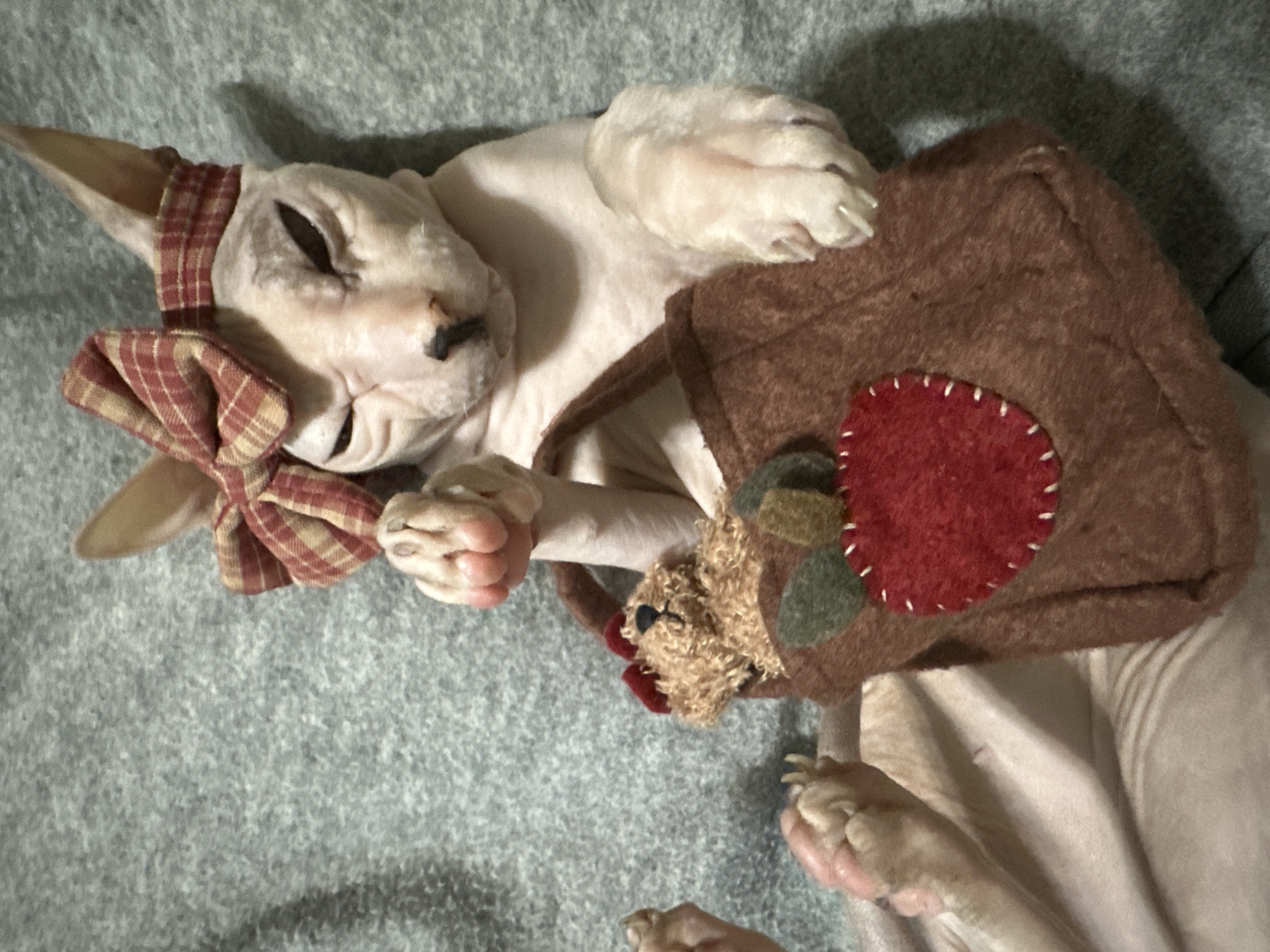 Dressed-up Sphynx cat napping on a gray blanket in Togliatti