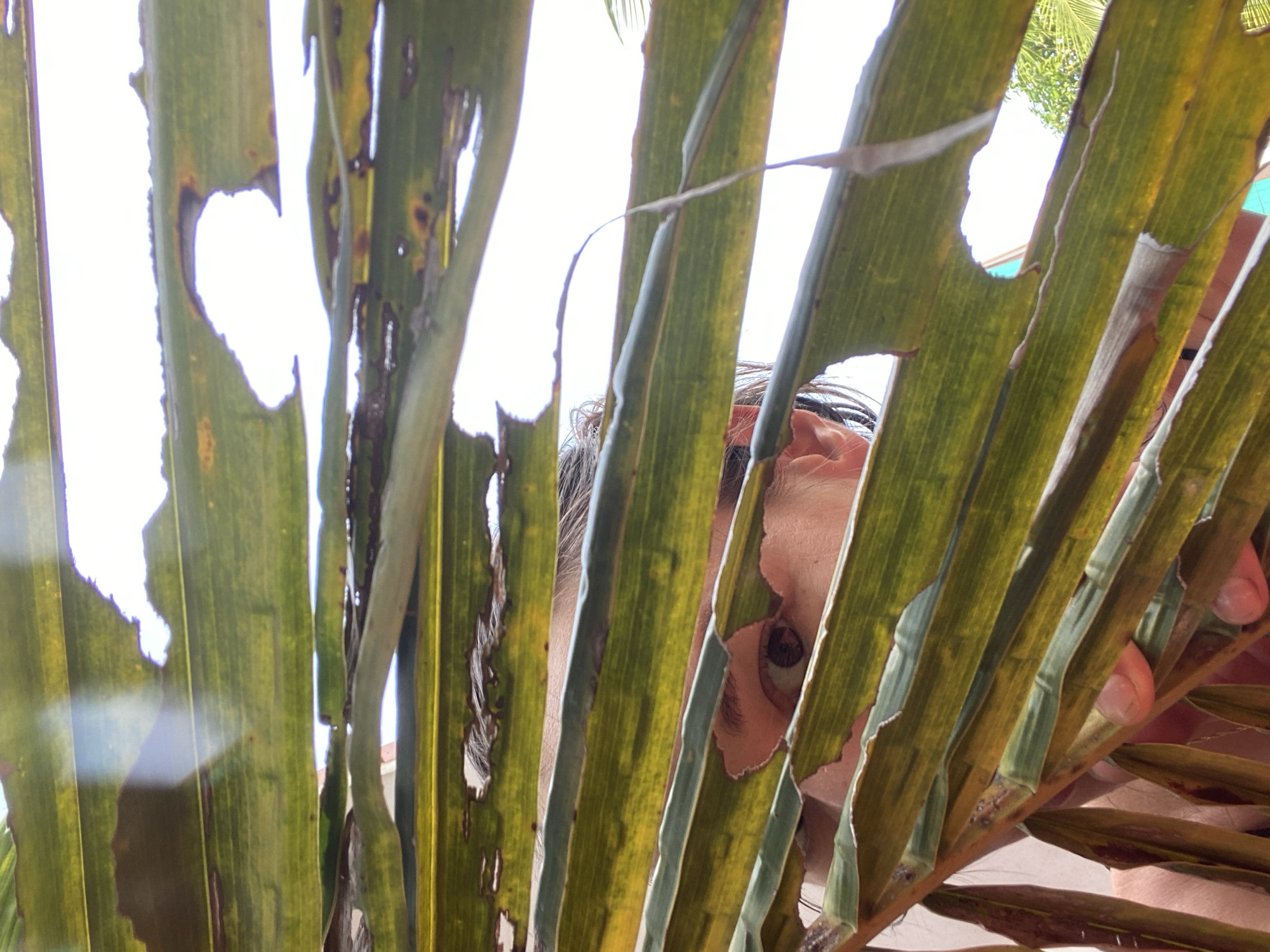 Person photographed through palm leaves wearing butterfly necklace in Thailand