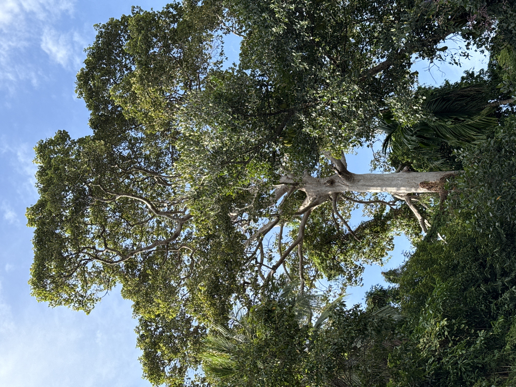 Tree and gym selfie moments captured in Thai village