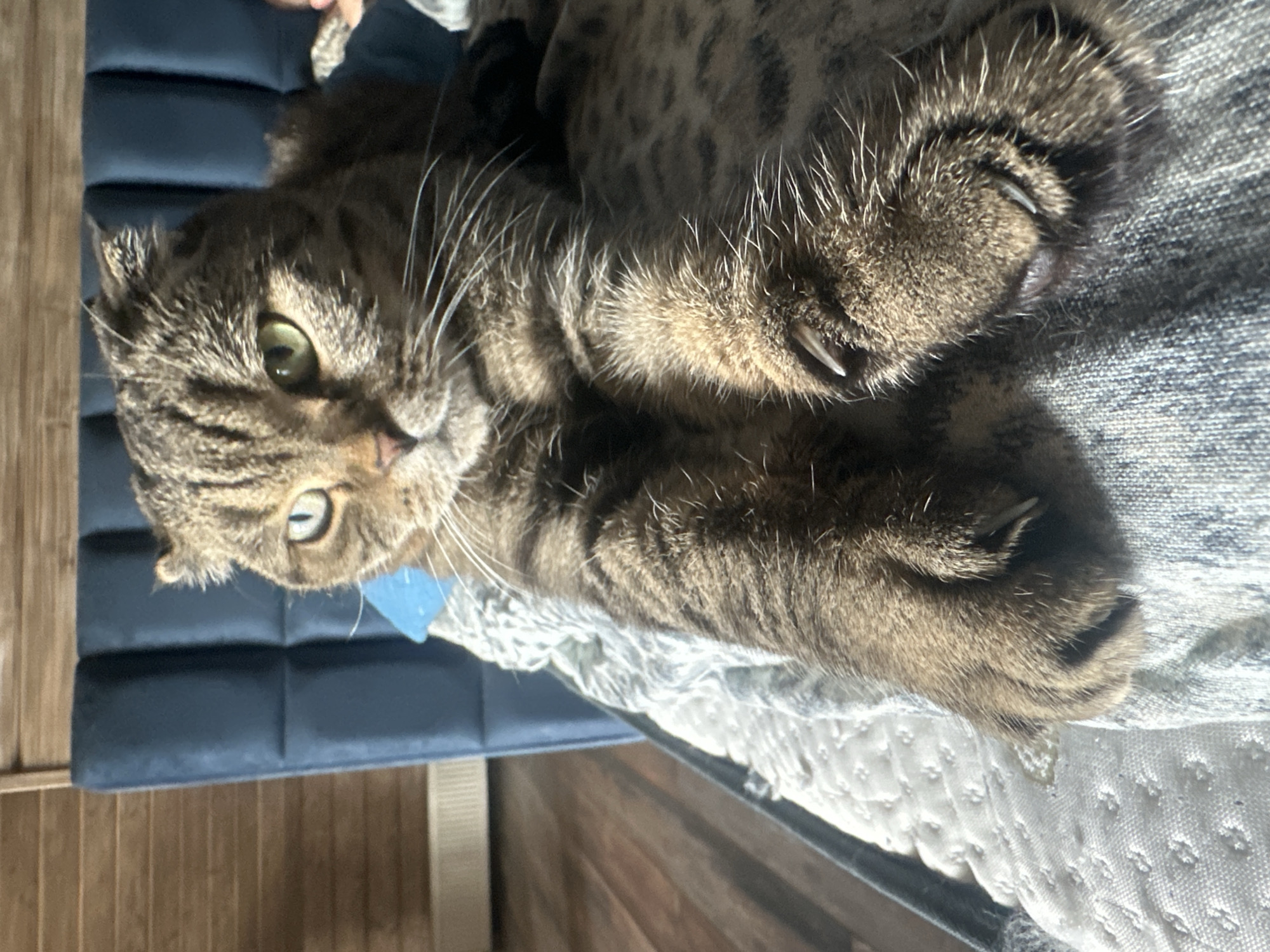 Tabby cat lounges across bedroom surfaces on a quiet morning