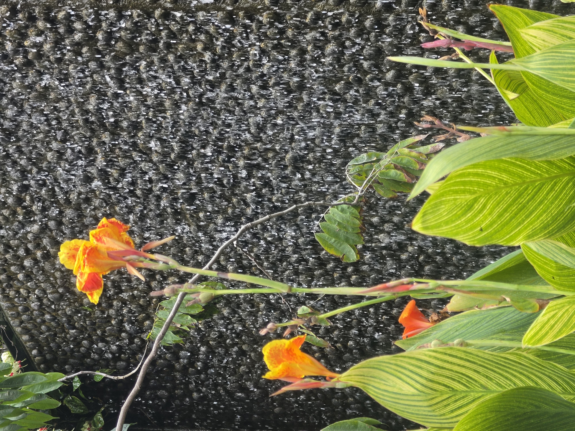 Morning stroll through Bangkok urban garden captured in detail