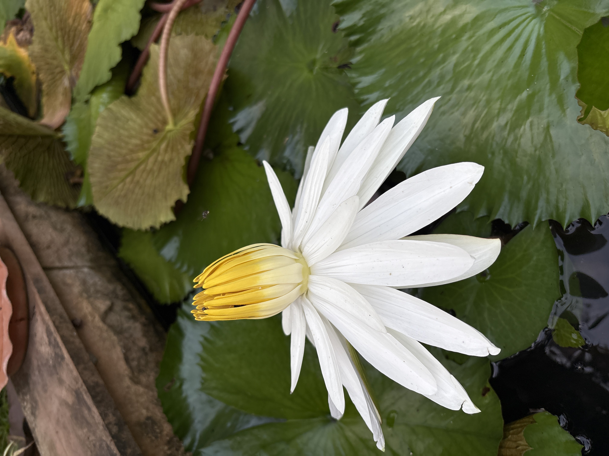 Water lily blooms among pads in Karon Thailand