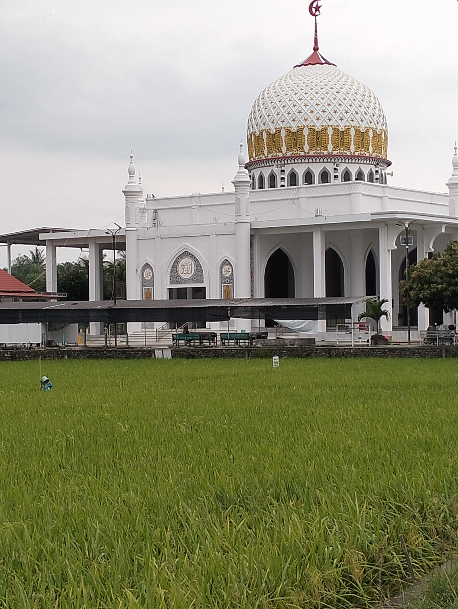 White mosque with golden dome spotted across rice fields in Blangmetimu
