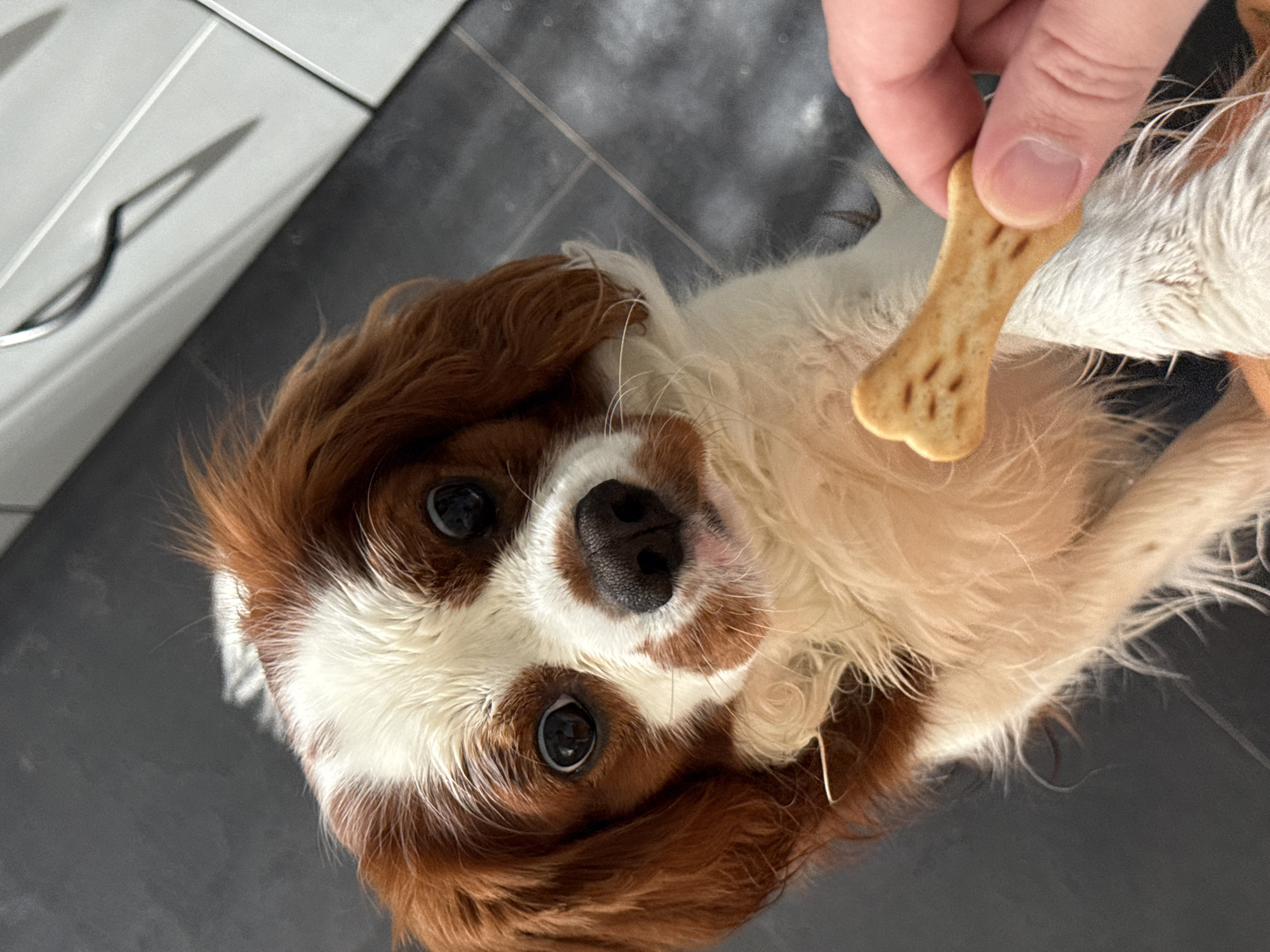 Cavalier King Charles Spaniel naps and snacks in Dobrich