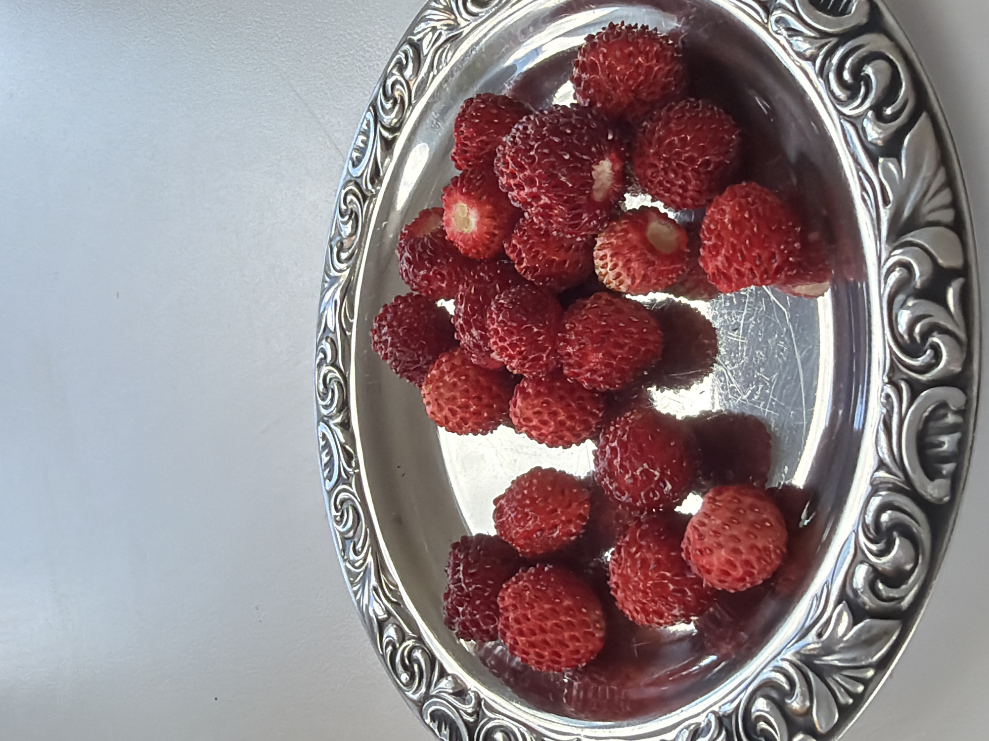 Woman collects wild strawberries on silver platter in Gangloff