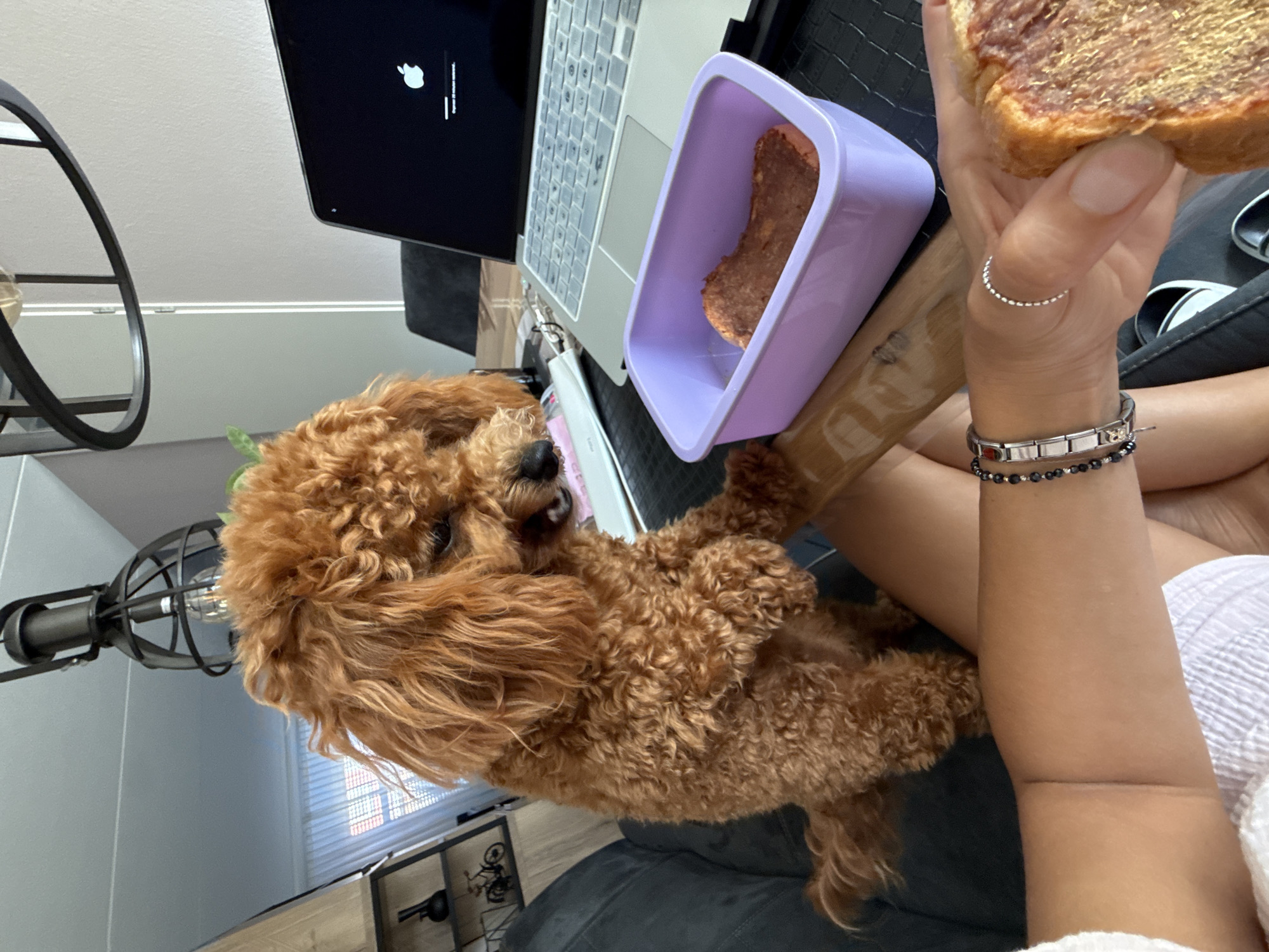 Poodle begging for food during a snack moment in Marum