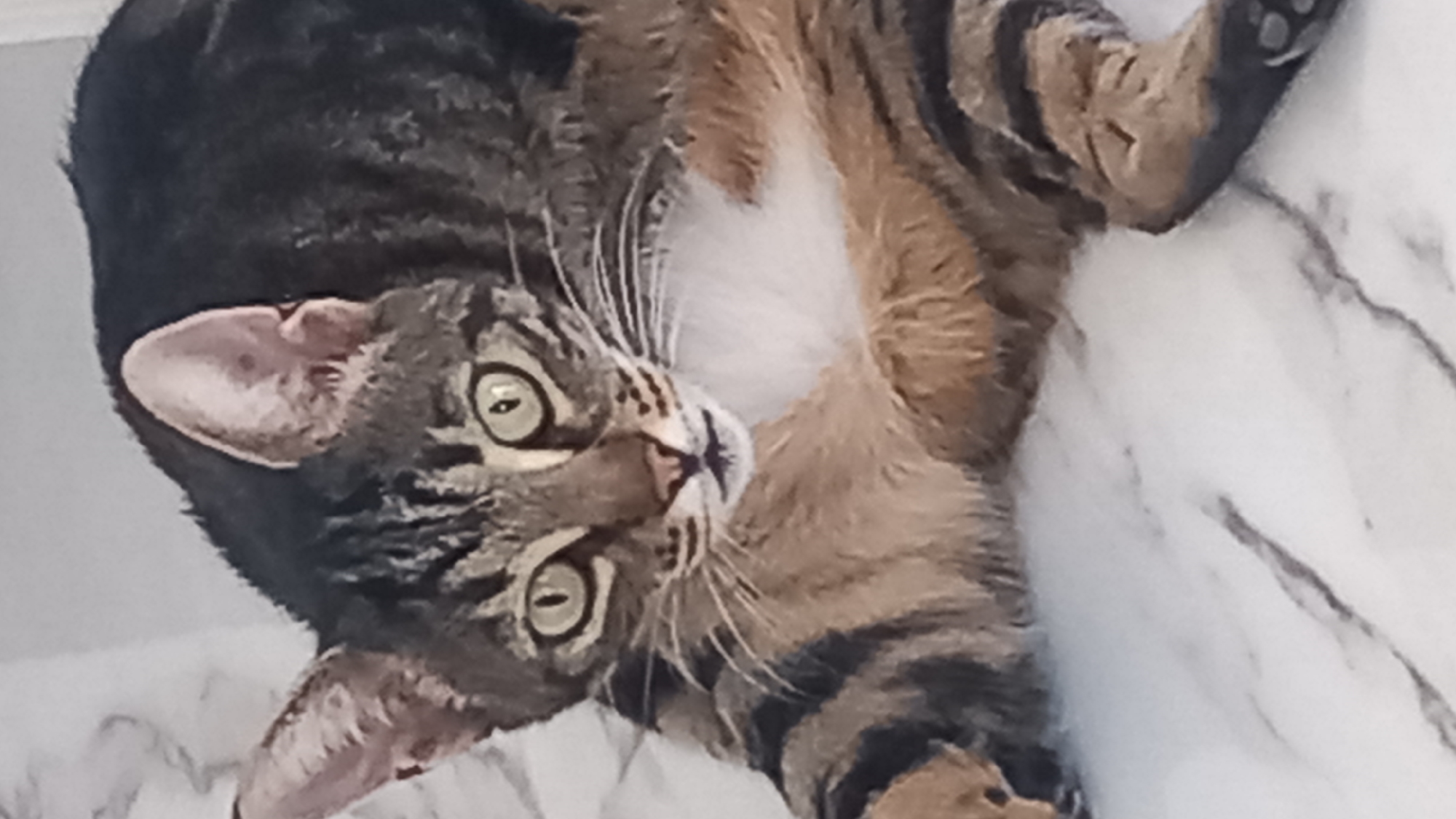 Tabby cat grooming and napping on marble in Agios Nektarios