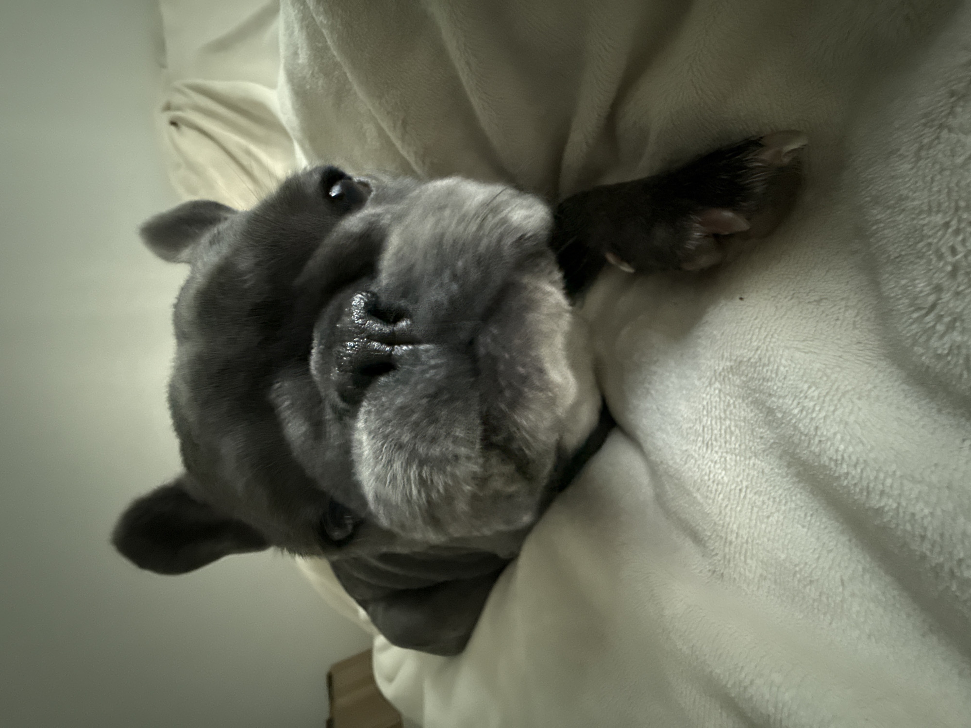 French Bulldog and espresso cups on a lazy Bad Sachsa morning