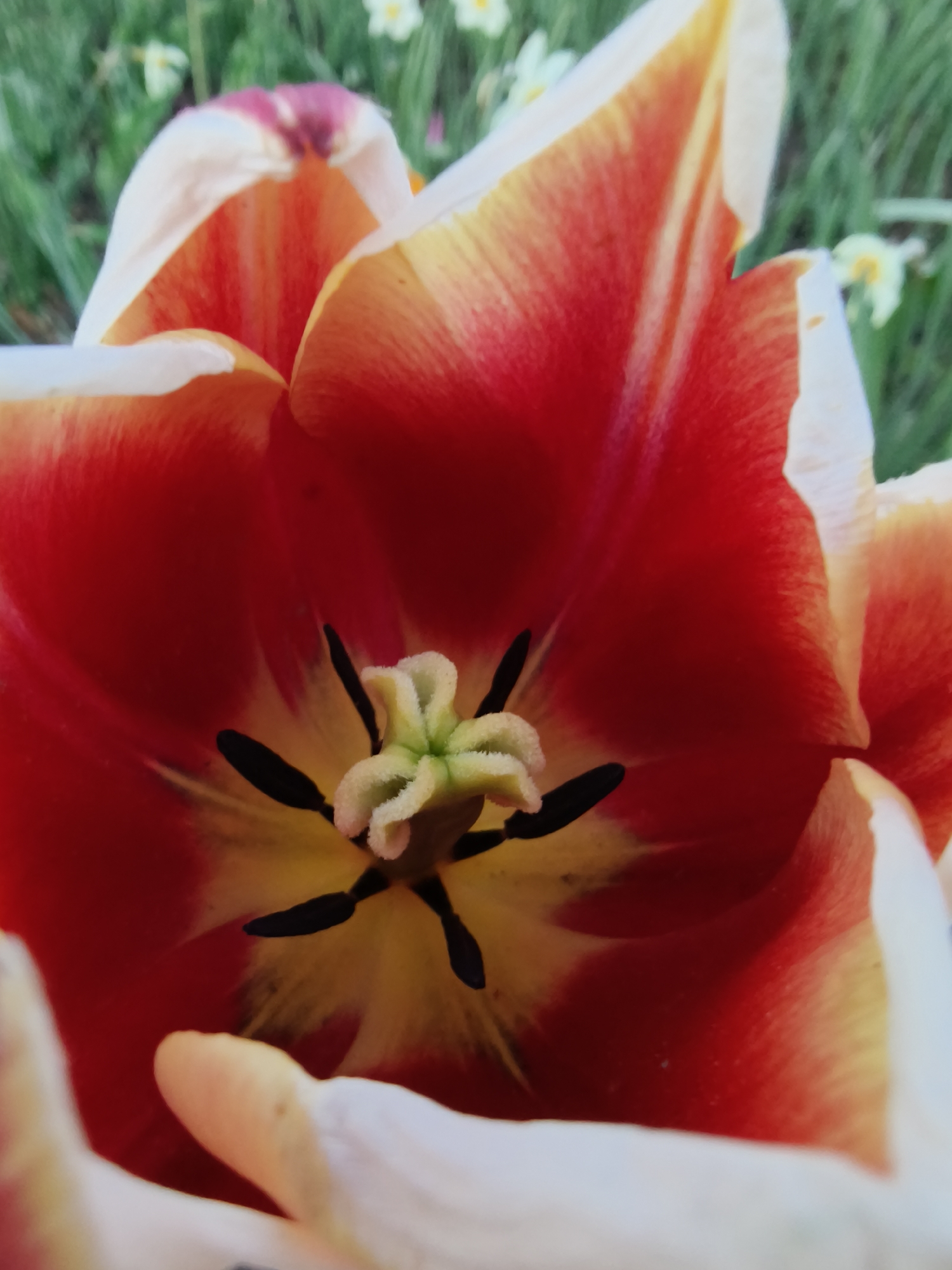 Spring flower photography session documented in Kryvyi Rih