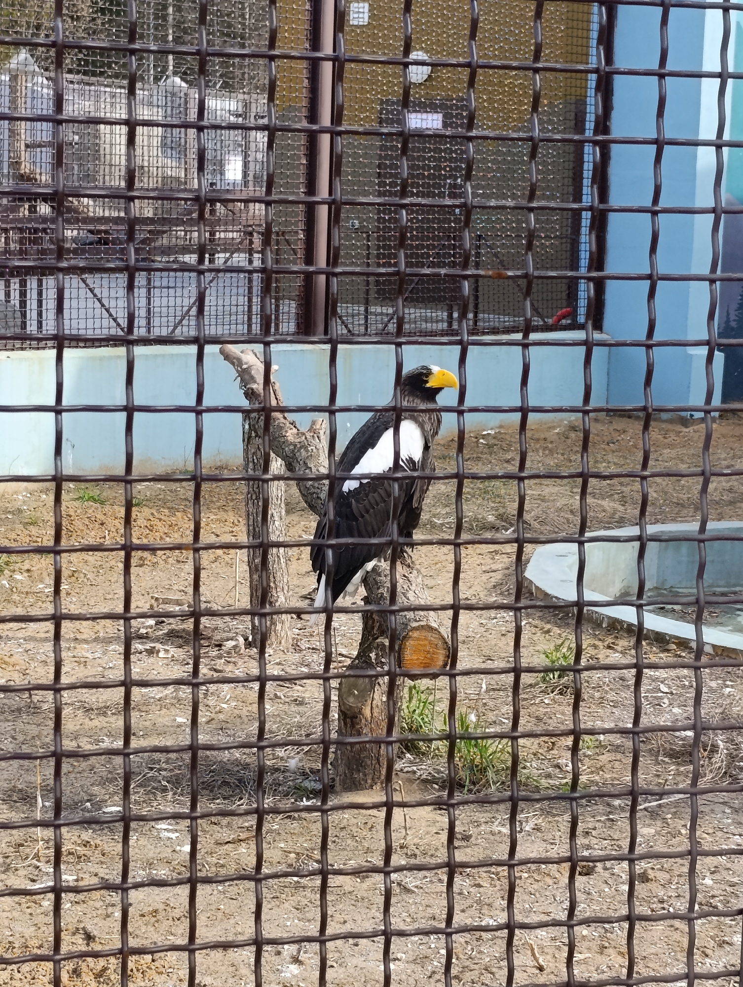 Zoo animals observed in enclosures during morning hours in Perm