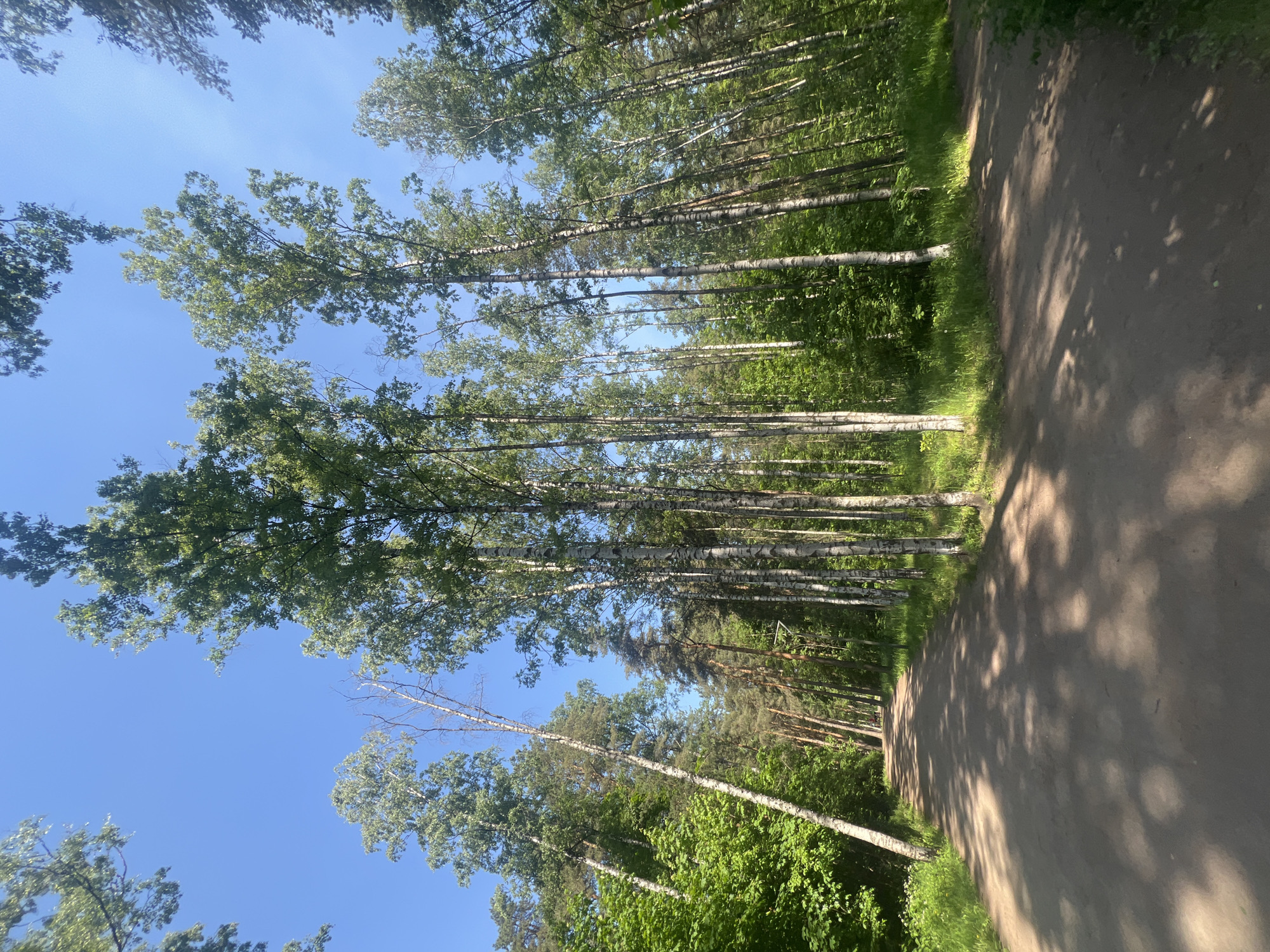 Morning forest walk documented in Saint Petersburg park